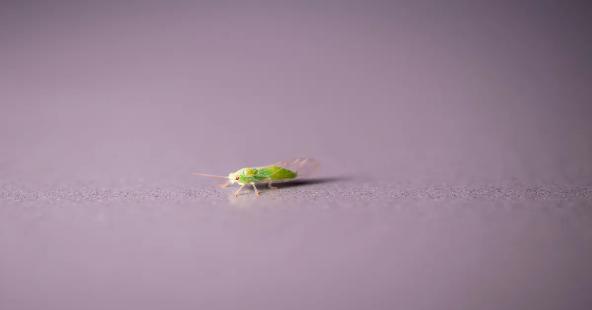 tiny green flying bugs