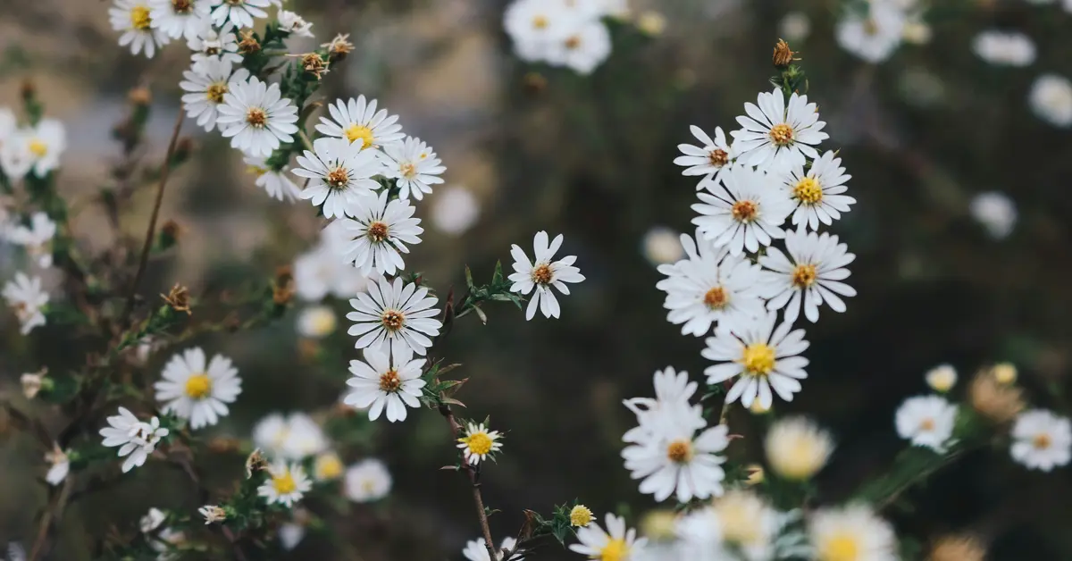 tiny white flowers