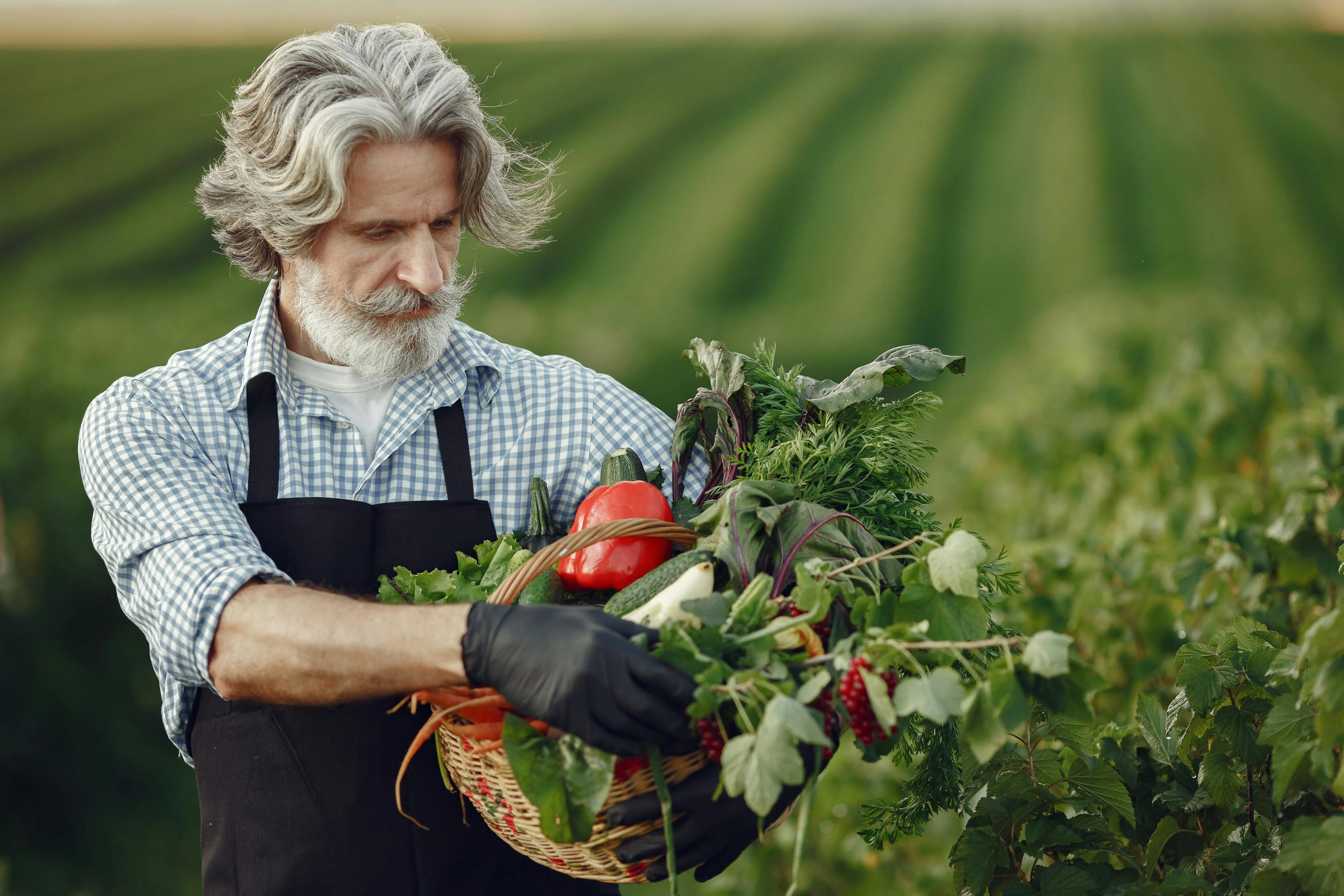 garden tubs Senior farmer harvesting fresh organic vegetables in a lush green field during summer.