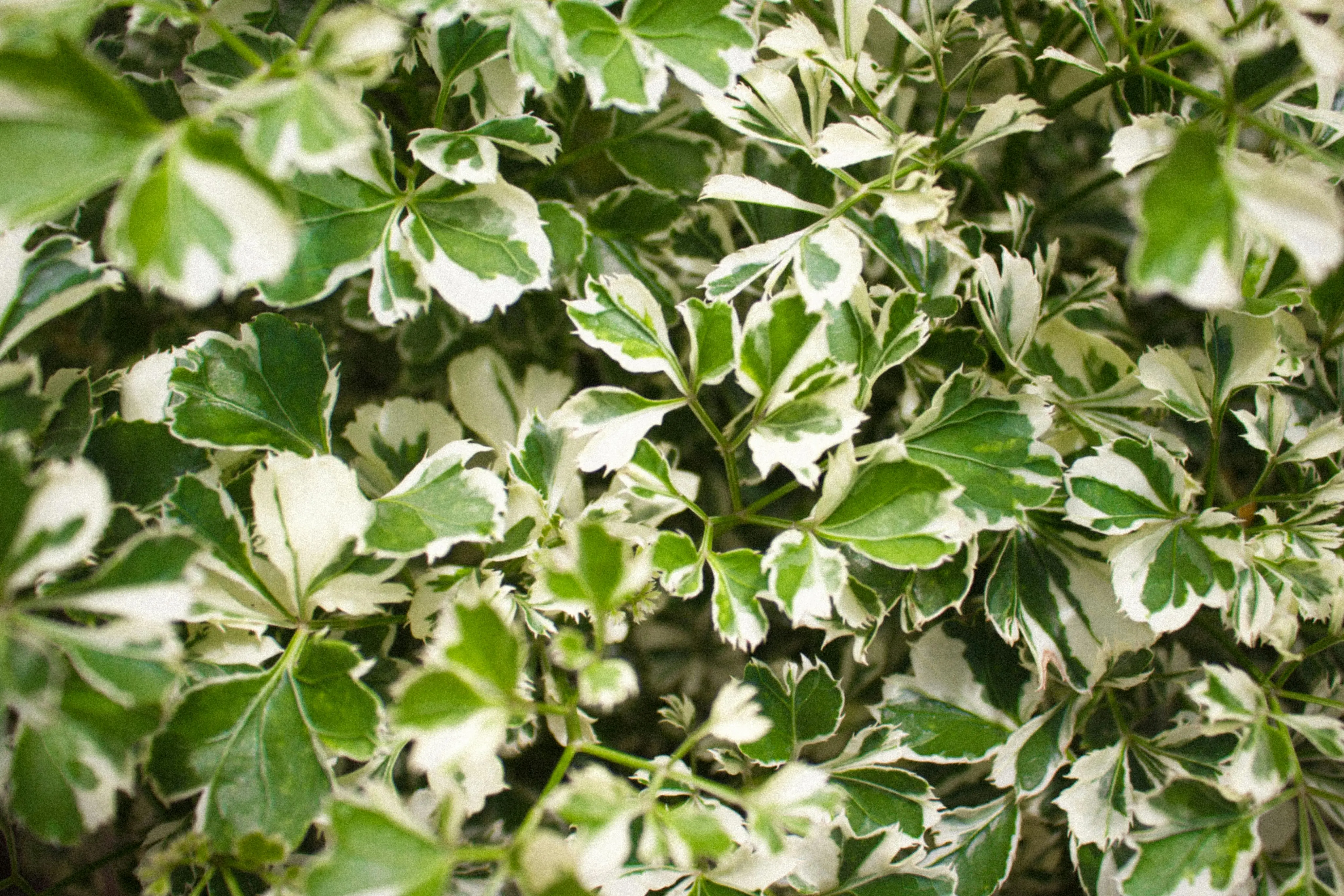 variegated plants Detailed shot of green and white variegated leaves with natural lighting.