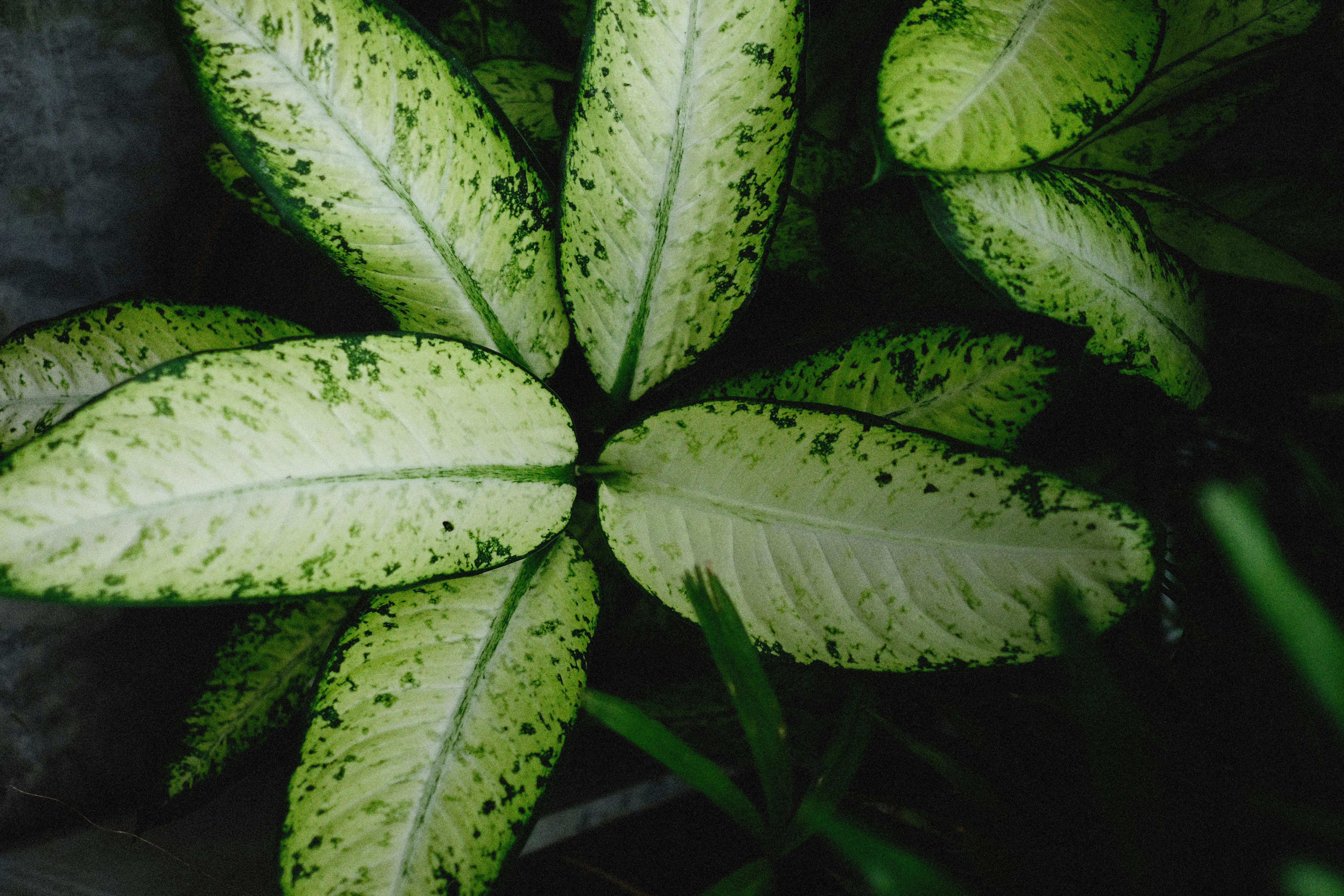 variegated plants Detailed view of variegated Dieffenbachia leaves showcasing vibrant green patterns.