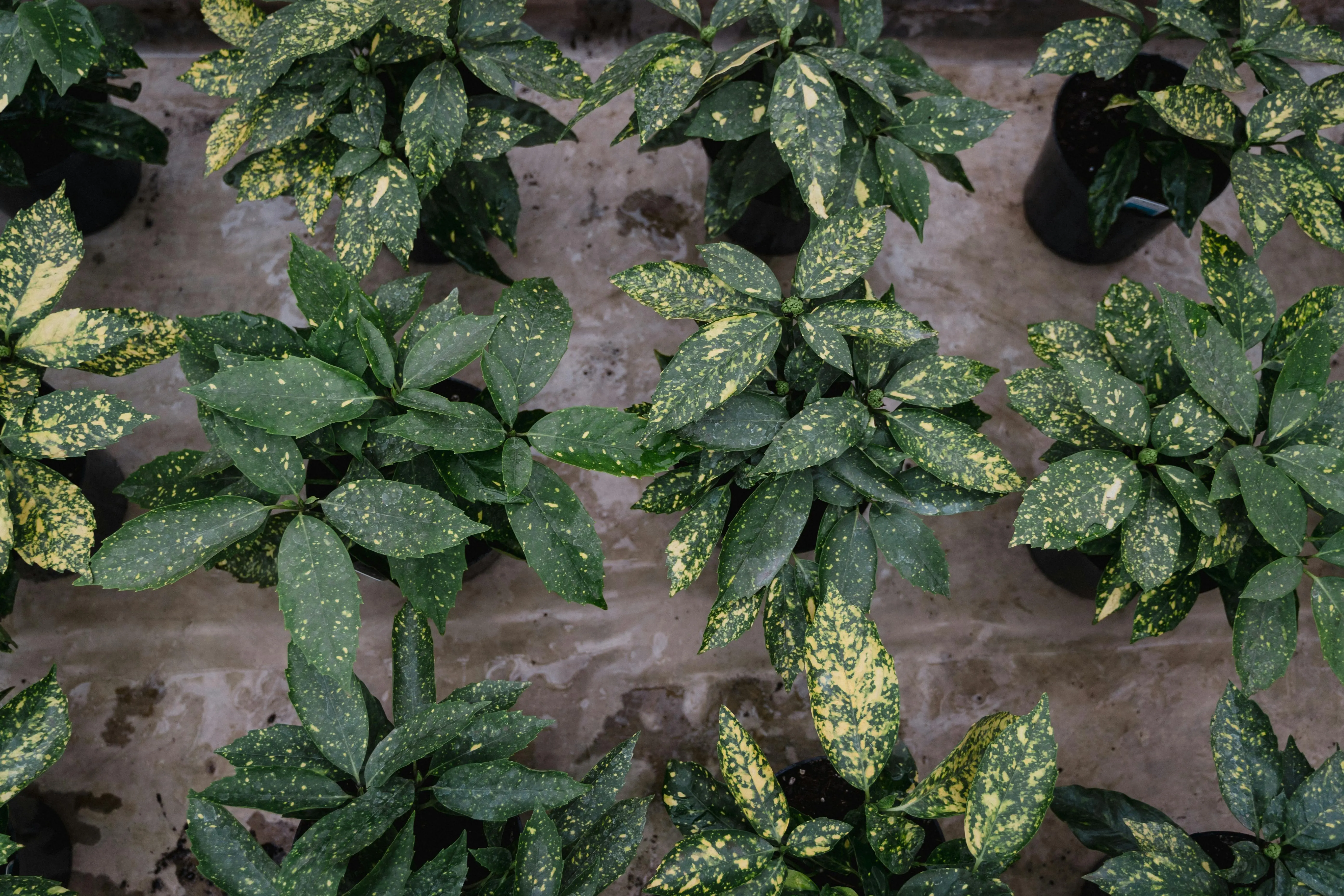 variegated plants Variegated potted plants arranged neatly on a concrete surface, ready for gardening.