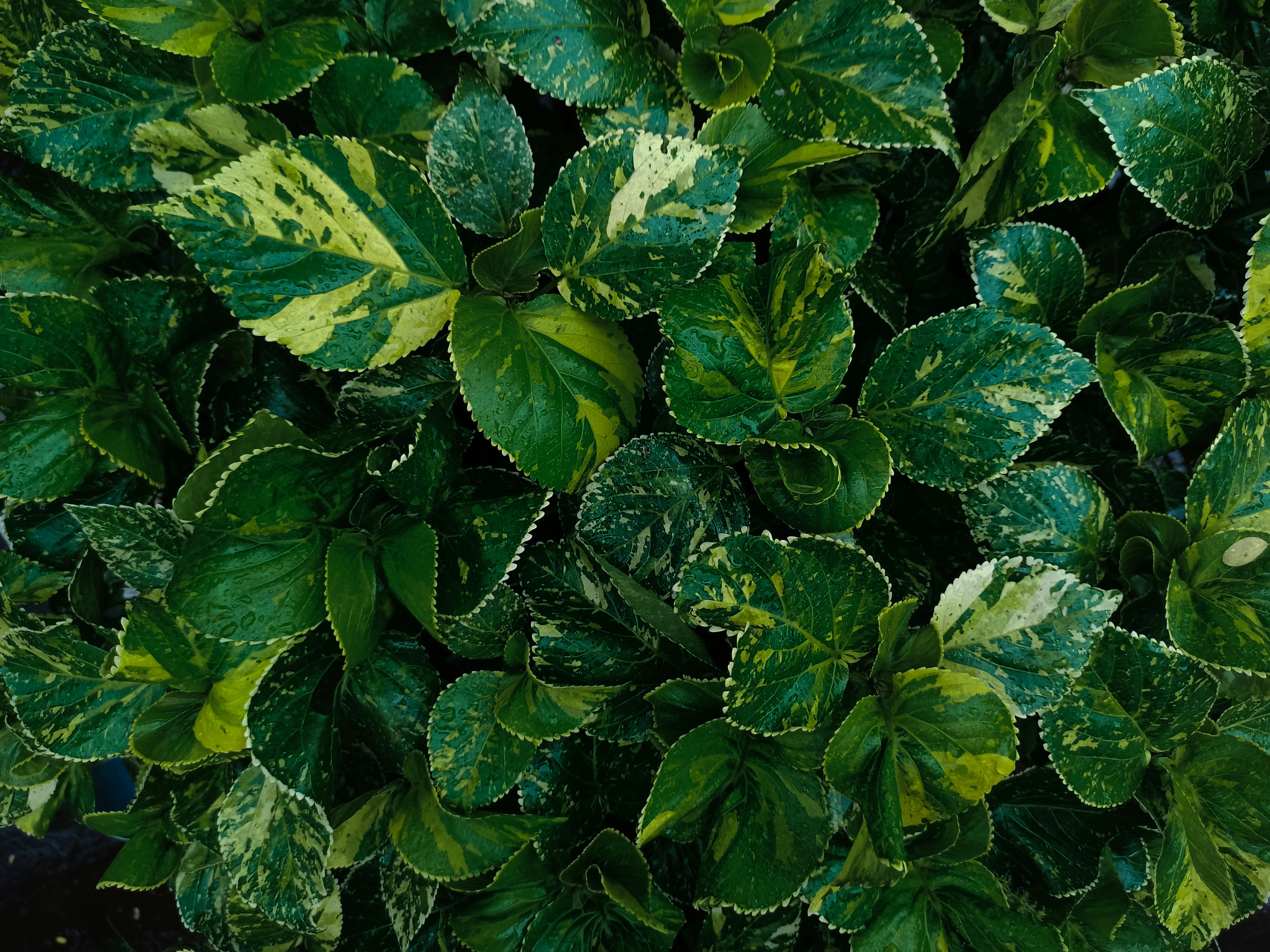 variegated plants A detailed close-up of vibrant variegated leaves showcasing green and yellow patterns.