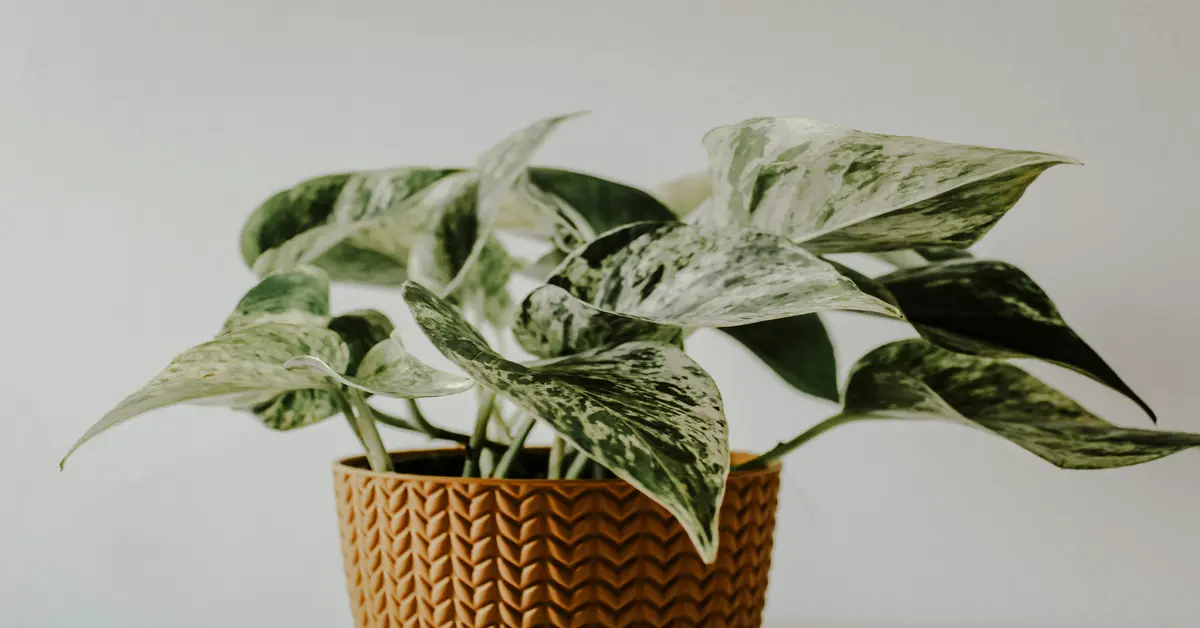 variegated plants