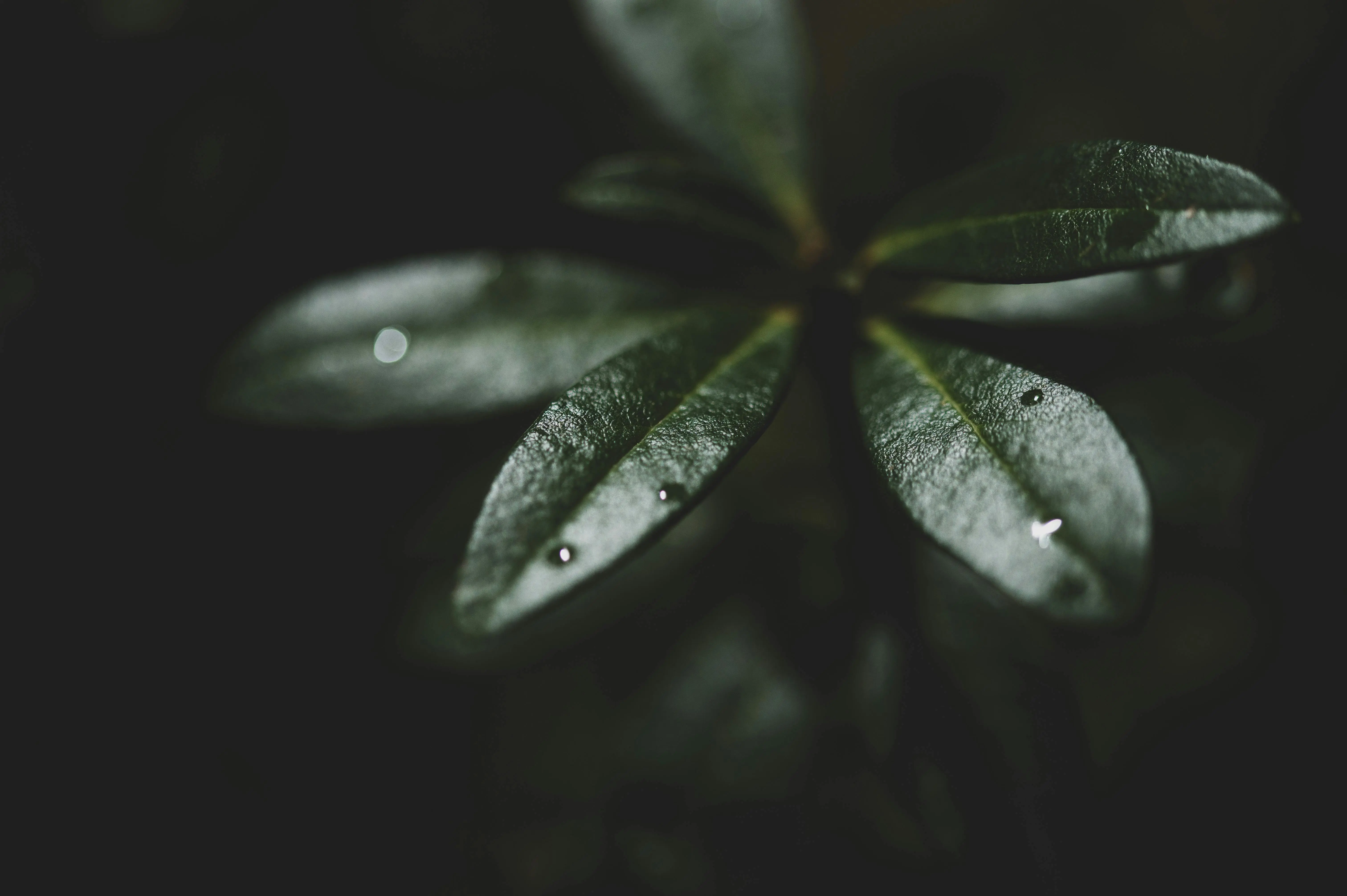 plants that don't require sunlight Moody close-up of green leaves with water droplets, shot in low light.