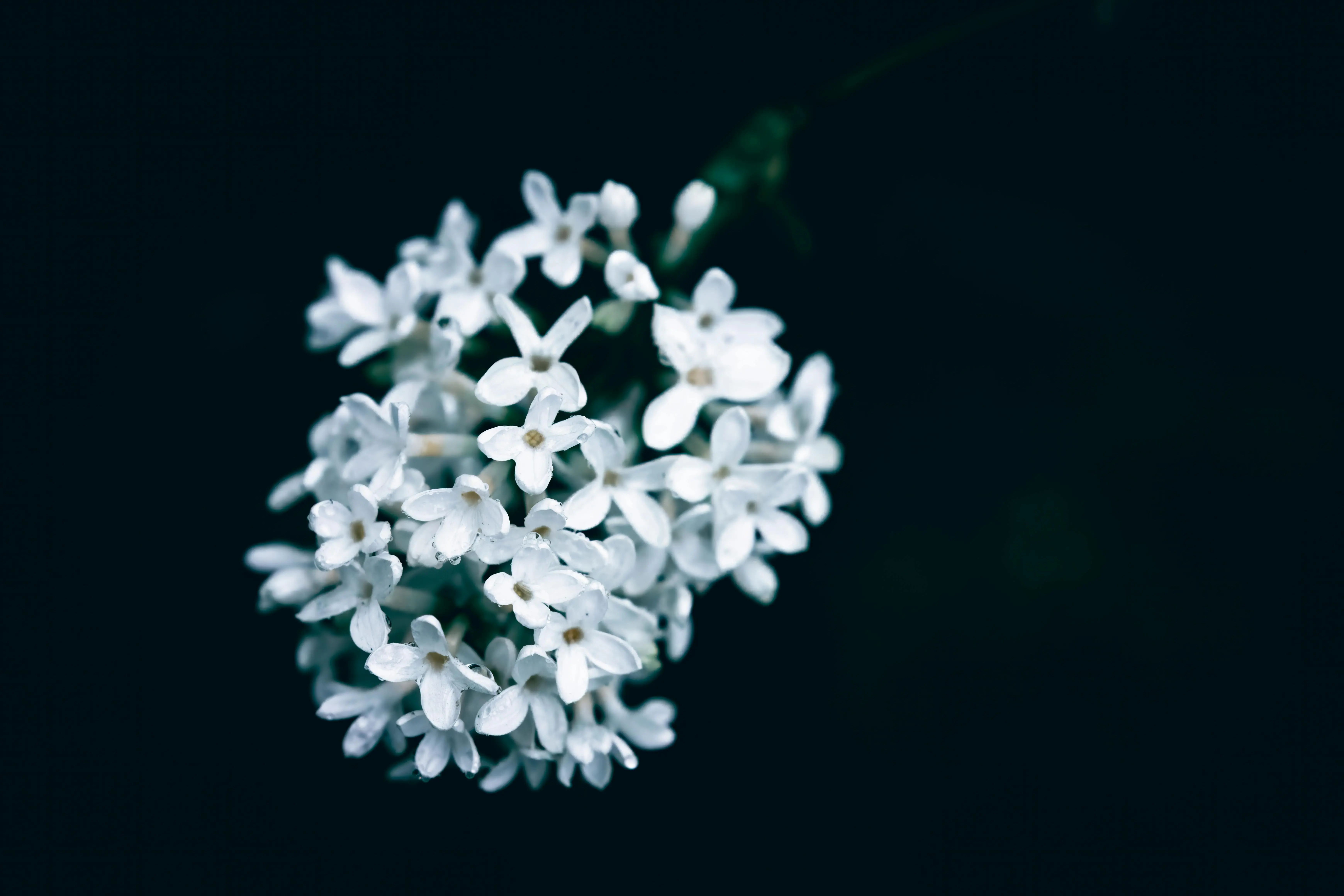 tiny white flowers A beautiful close-up of white lilac flowers in bloom against a dark, moody background.