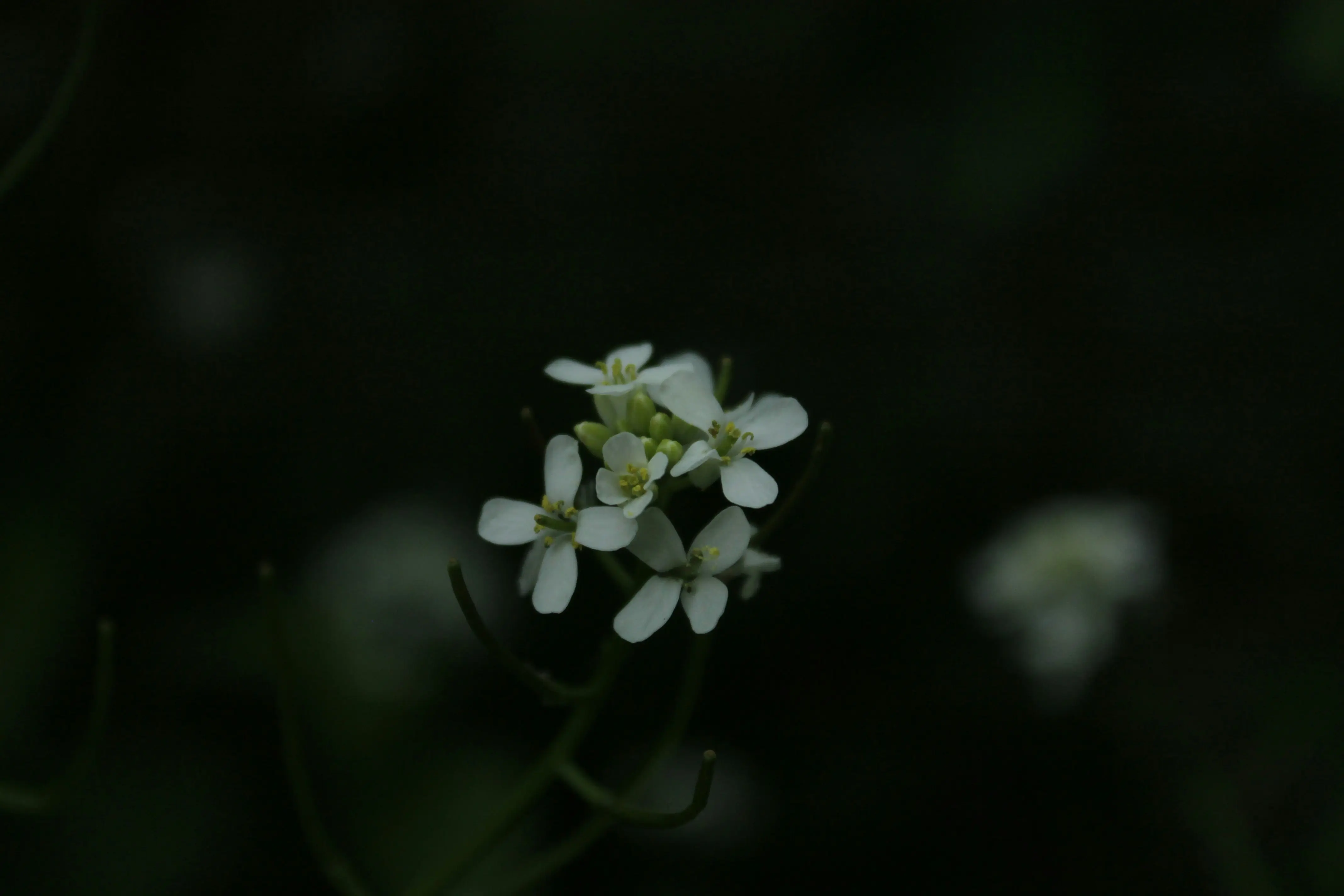 Tiny White Flowers : 10 Charming Varieties to Enchant Your Garden