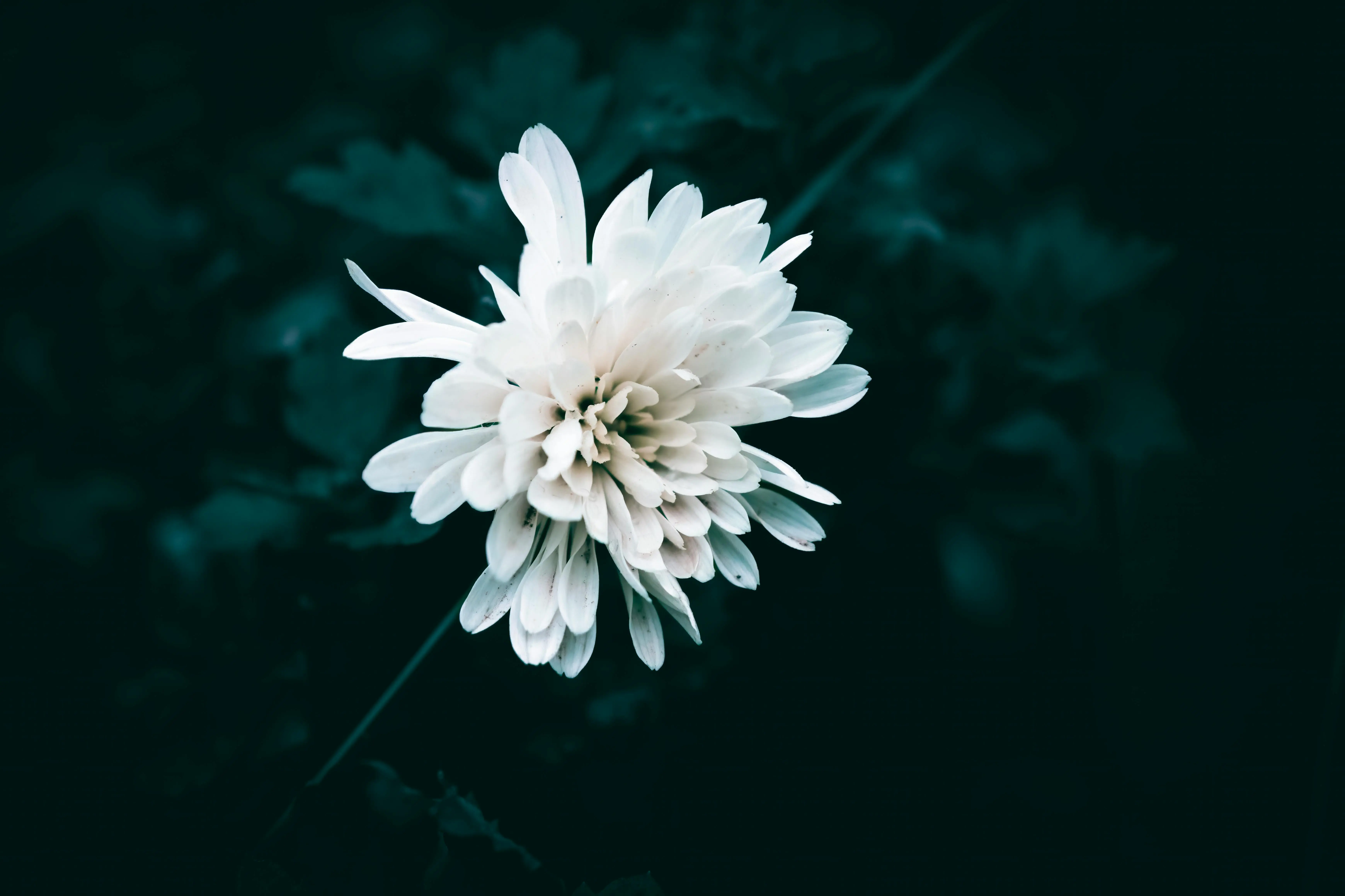 tiny white flowers Close-up of a white chrysanthemum flower blooming elegantly against a deep dark background.