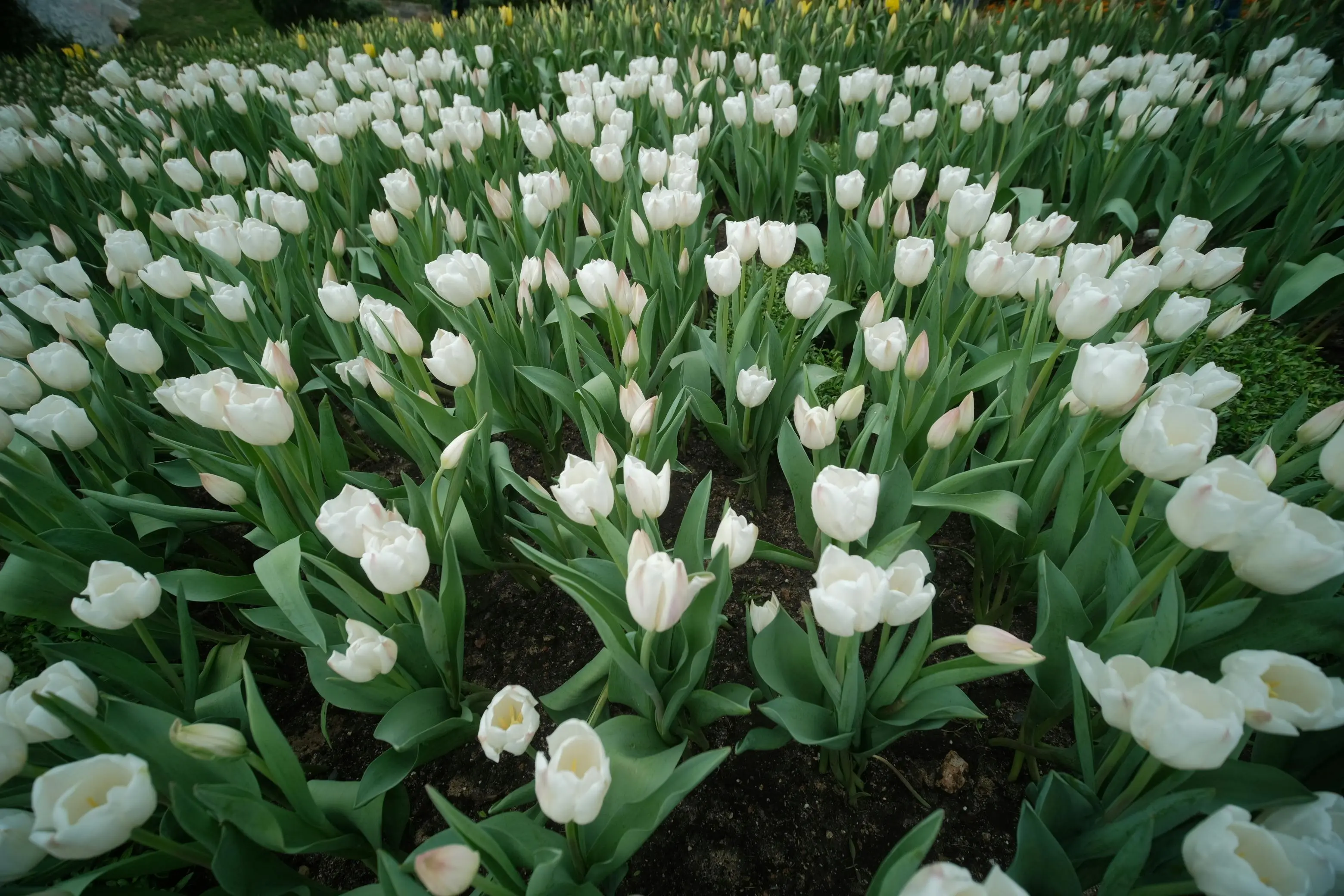 tiny white flowers A lush field of white tulips in full bloom during spring, showcasing nature's beauty.