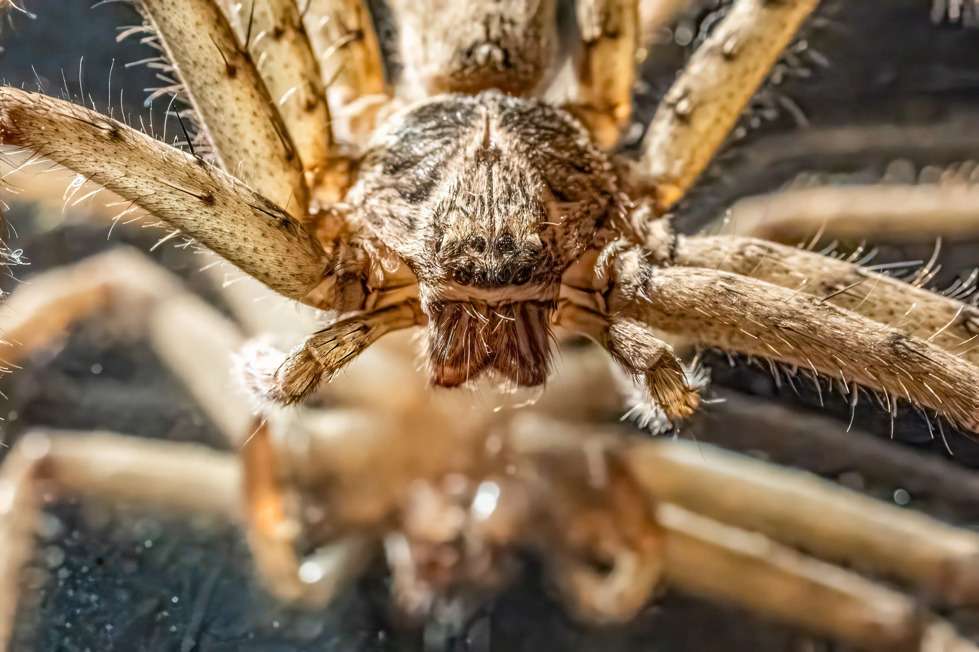 spiders in texas Detailed macro photography of a brown spider's face, showcasing its eyes and body hairs.