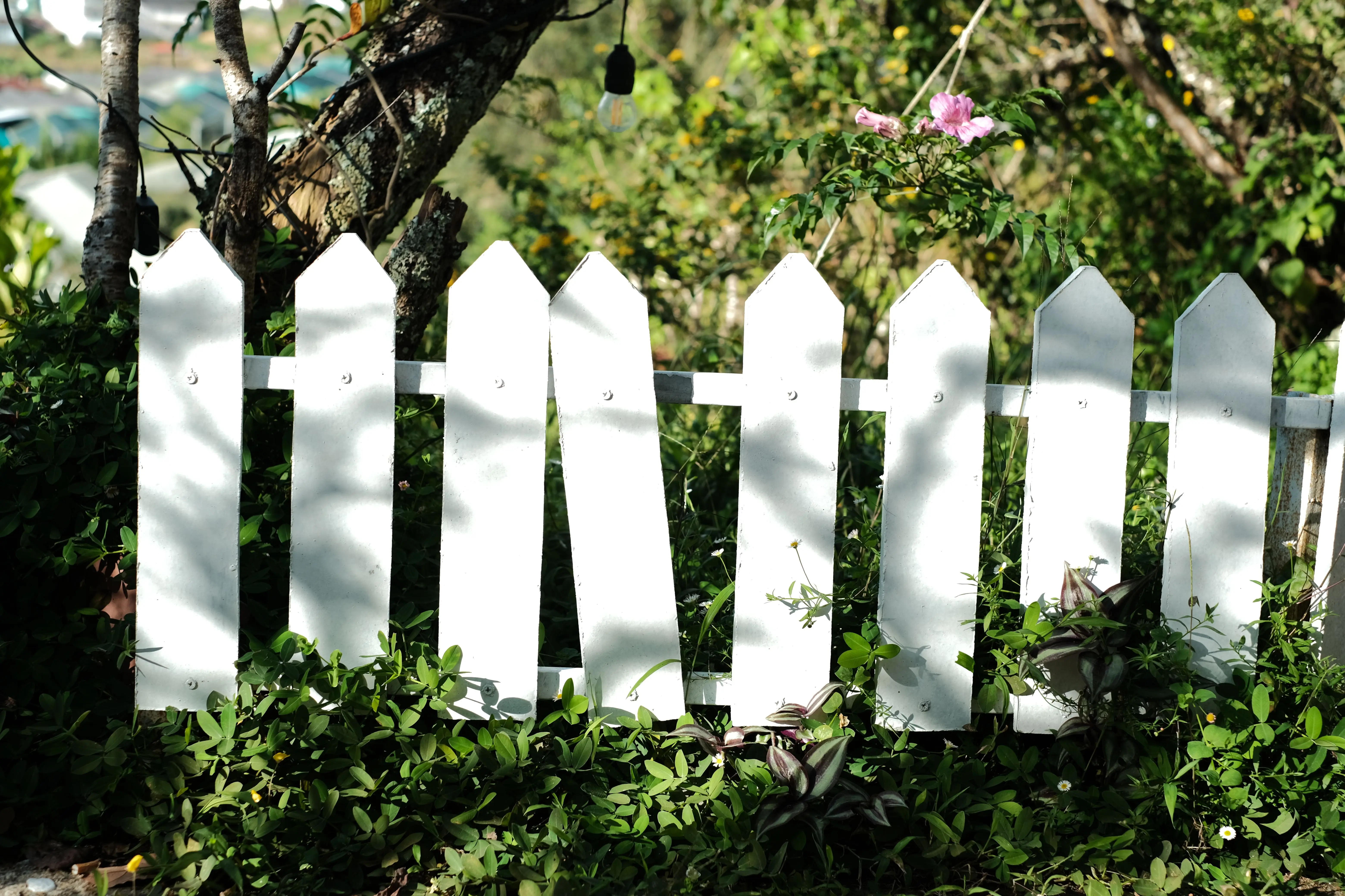 wood fence styles A white picket fence surrounded by lush greenery in a sunny outdoor setting.