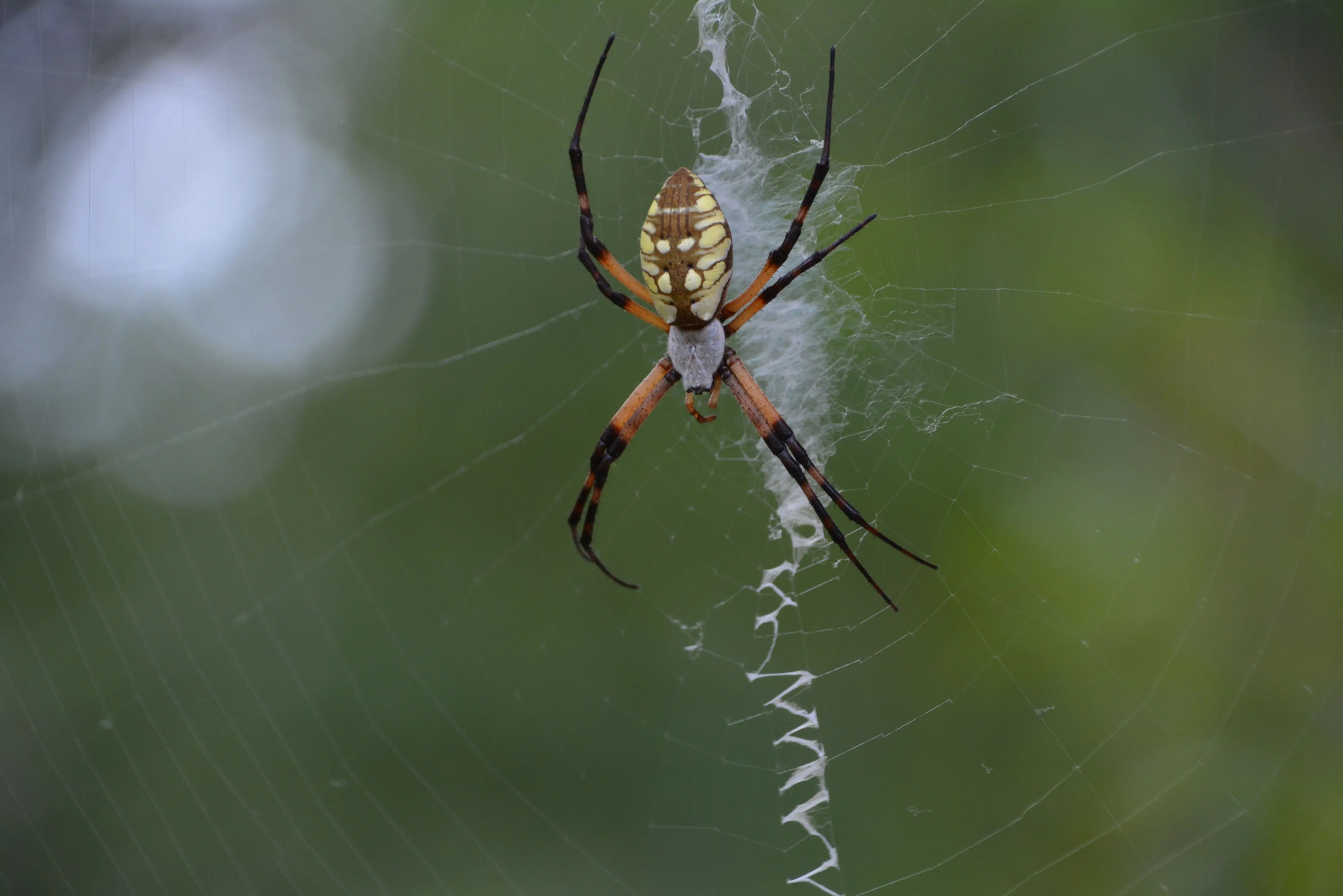 spiders in texas Detailed image of an Argiope spider on its web, photographed in San Antonio, Texas.