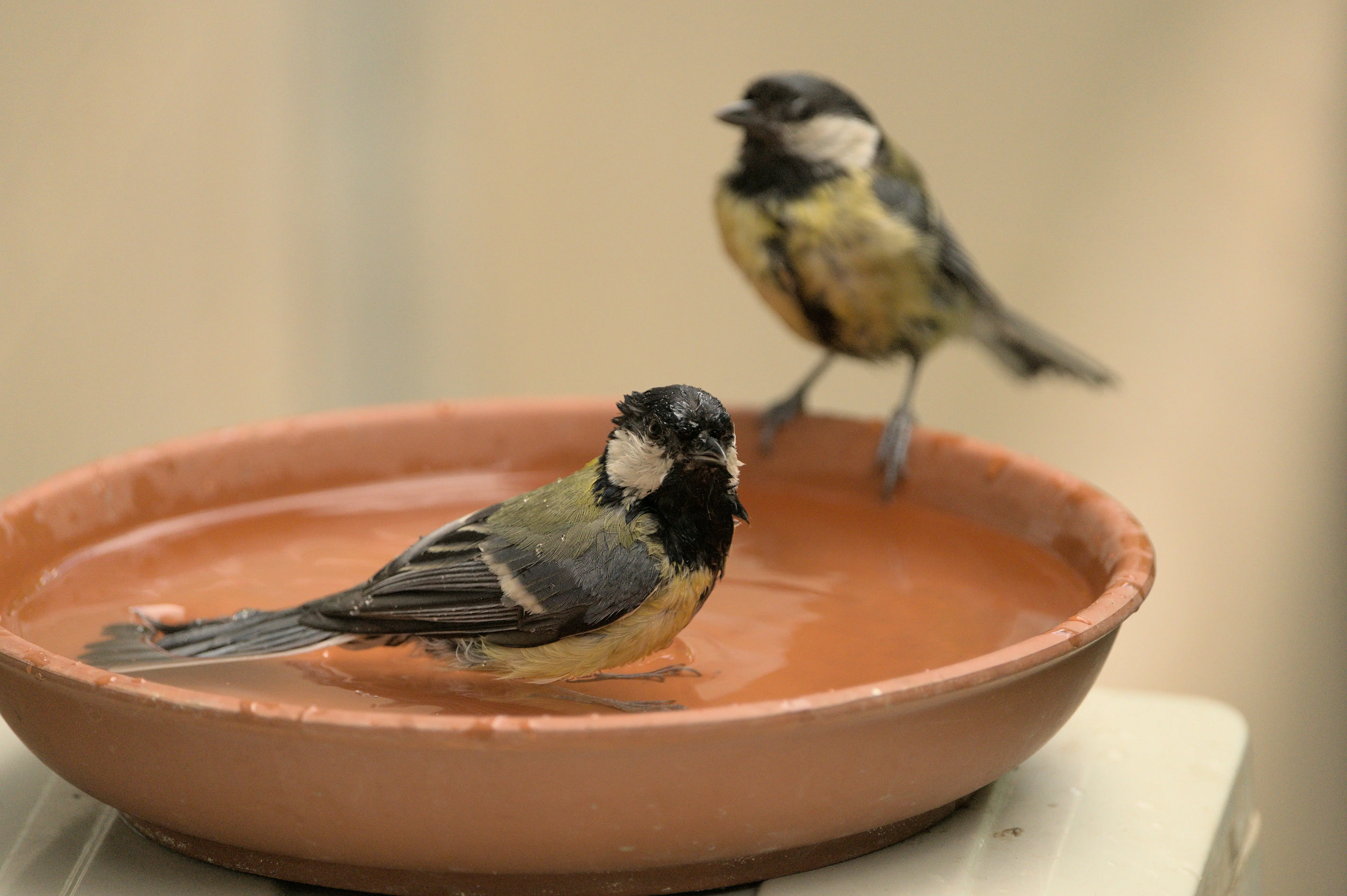Bird Bath Heaters : Top 5 Amazing Winter Picks !