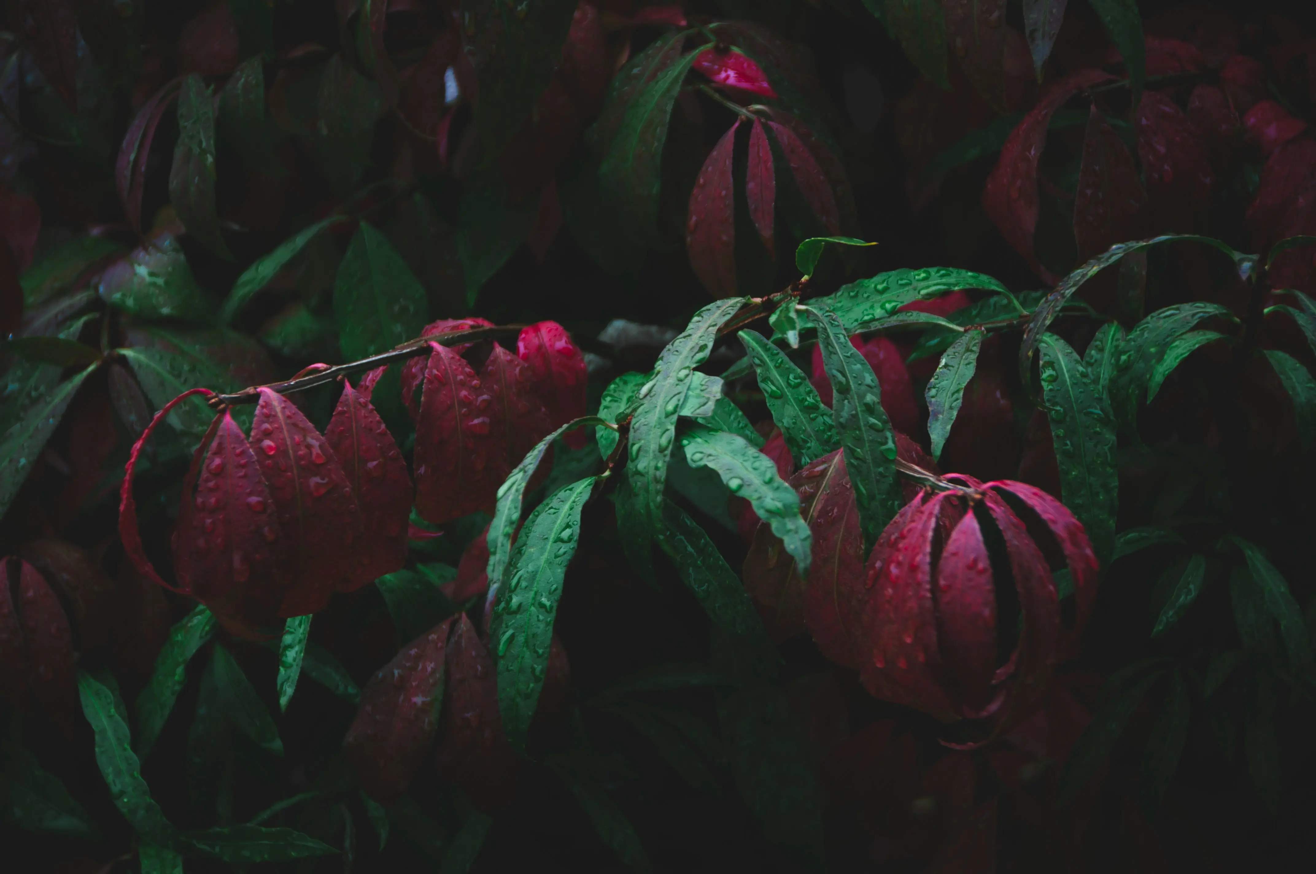Red Plants : 10 Amazing Picks for a Vibrant Garden !