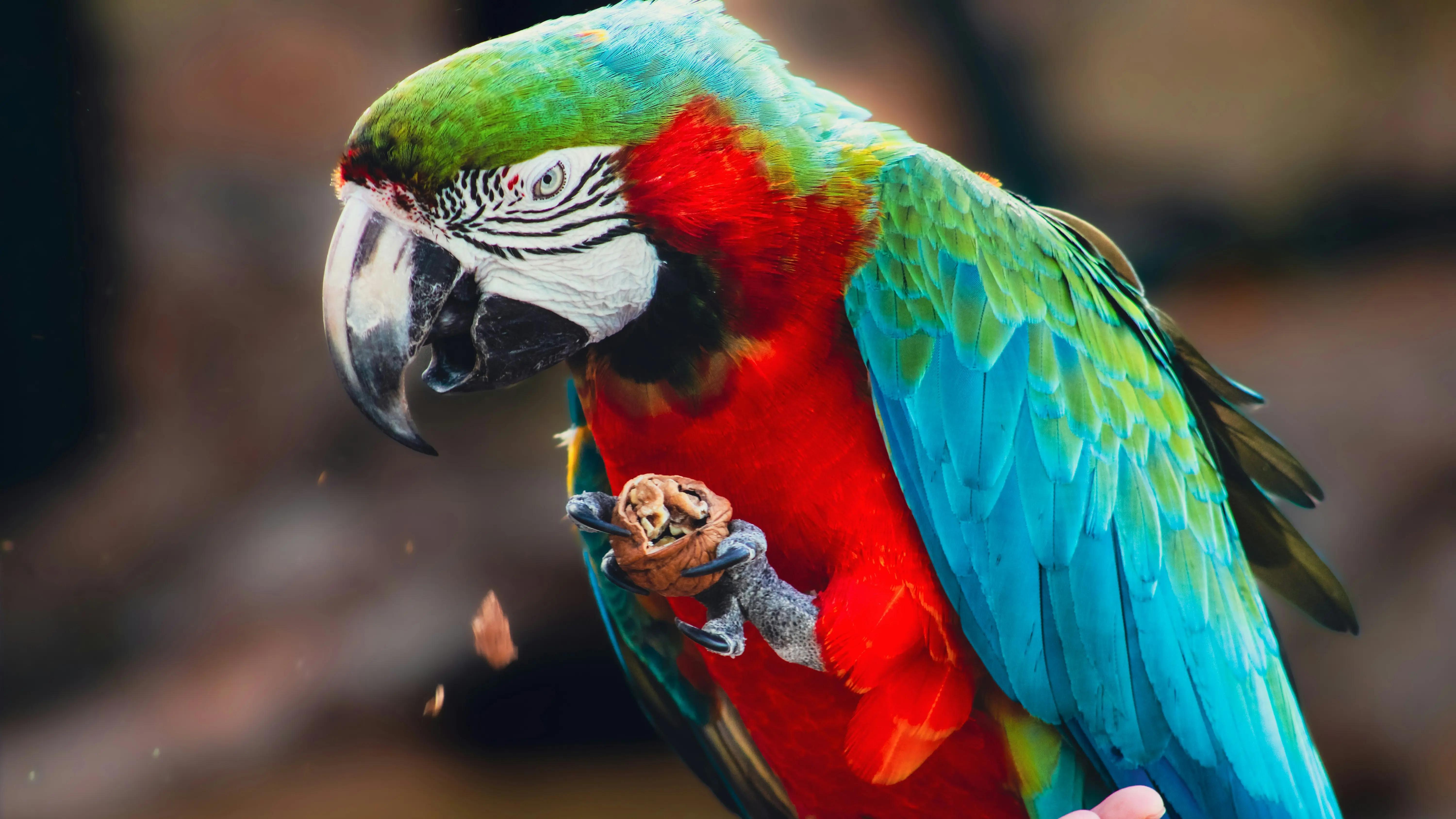 Parrot Food : 7 Shocking Ingredients to Avoid !