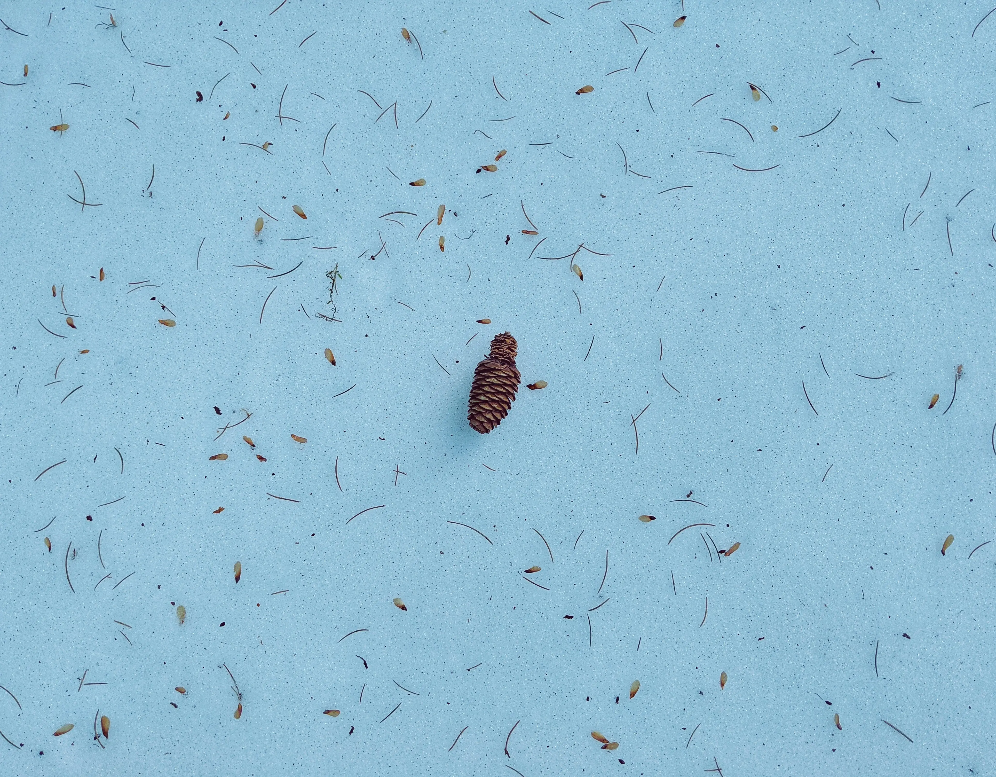 Bed Bug Shells : 5 Warning Signs You Can't Ignore