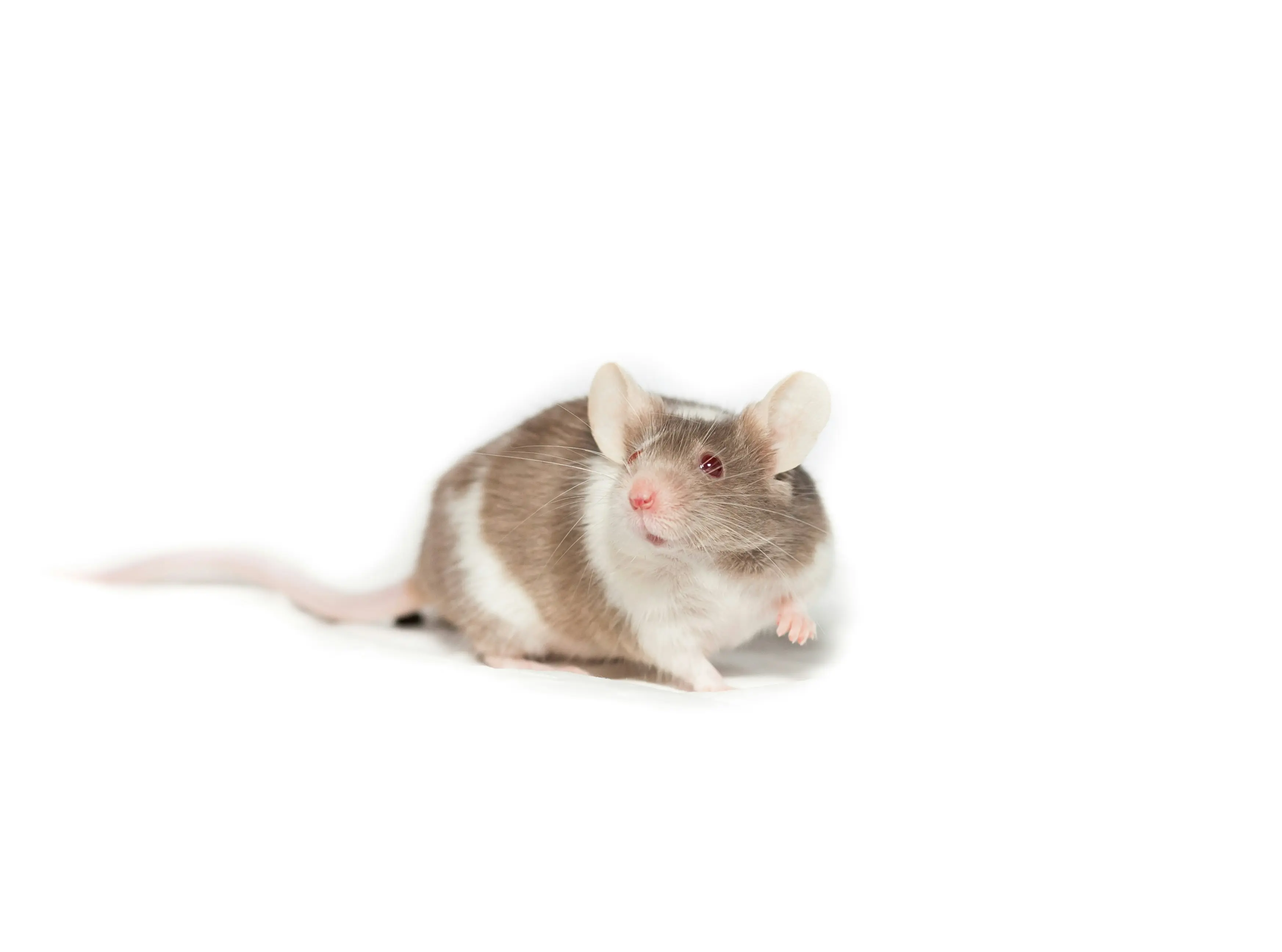 Mouse Killer : 7 Smart Ways to Eradicate Rodents