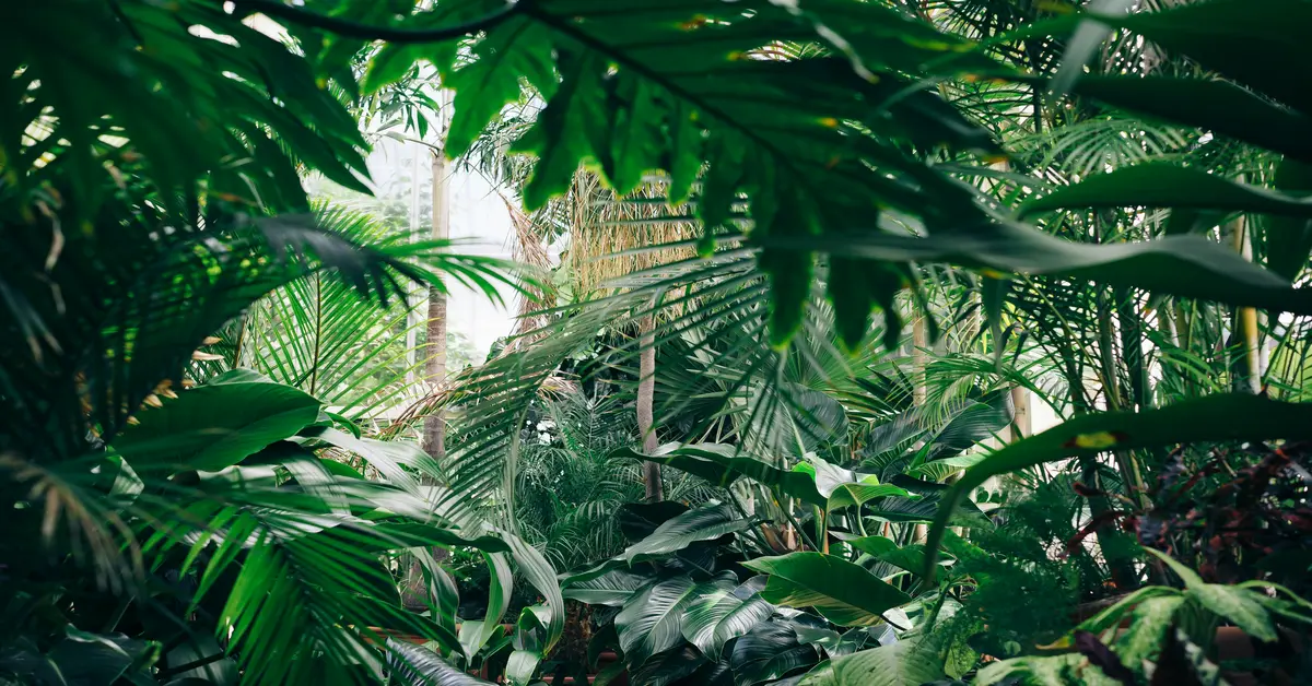 air and plants