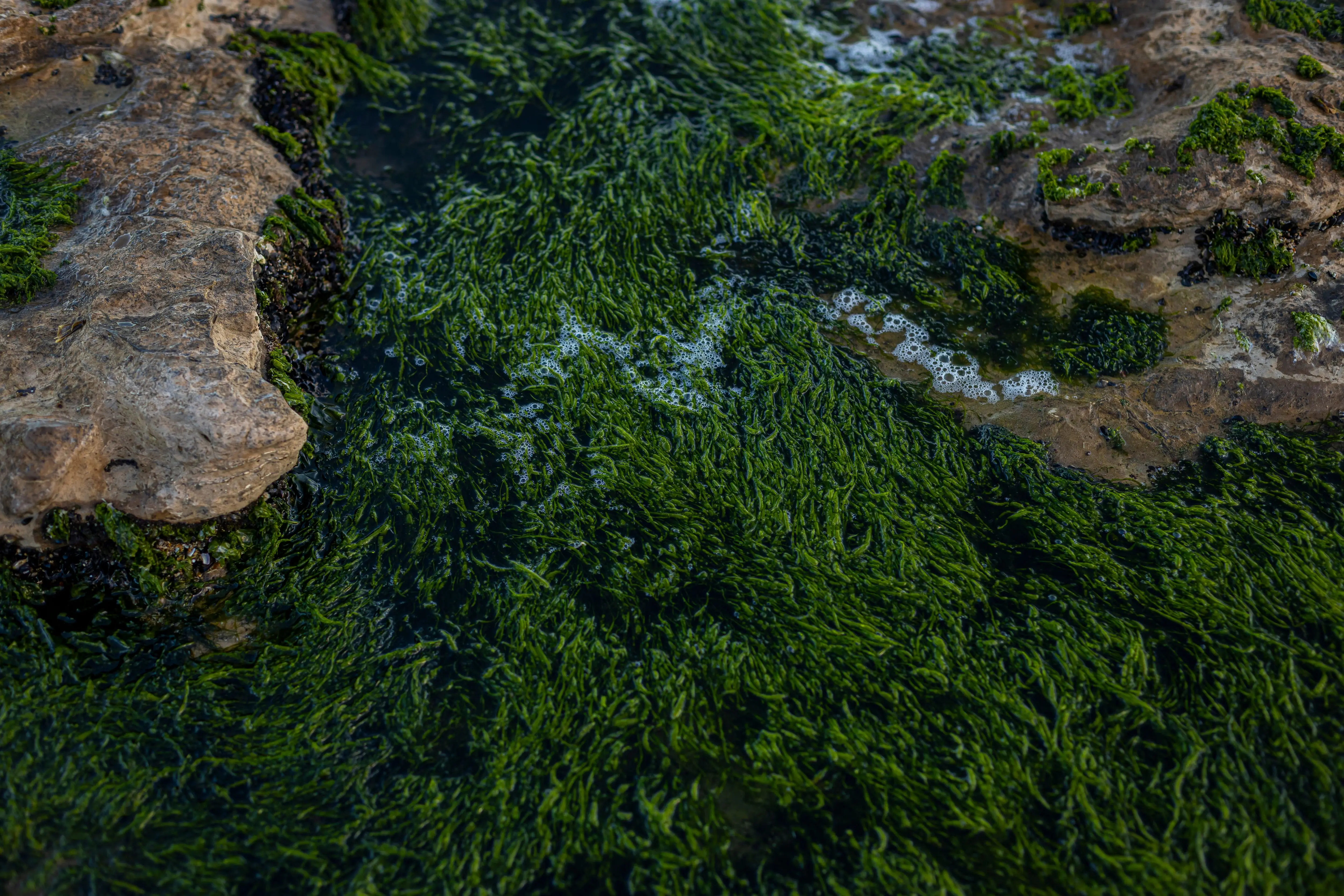 air and plants Vibrant green algae covers rocky coastal area in Miramar, Argentina.