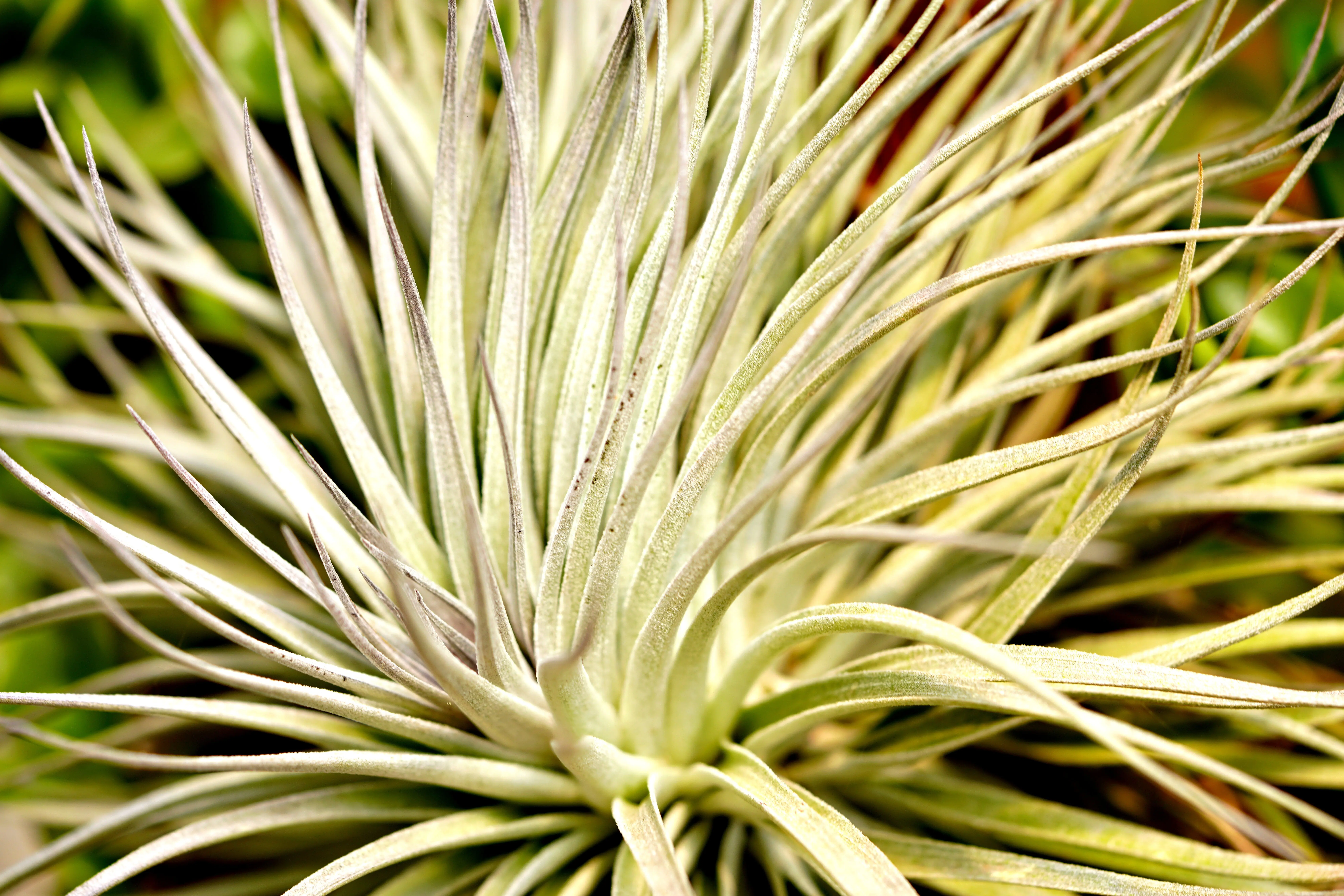air and plants Detailed macro shot of an air plant with vibrant, spiky leaves in sunlight.