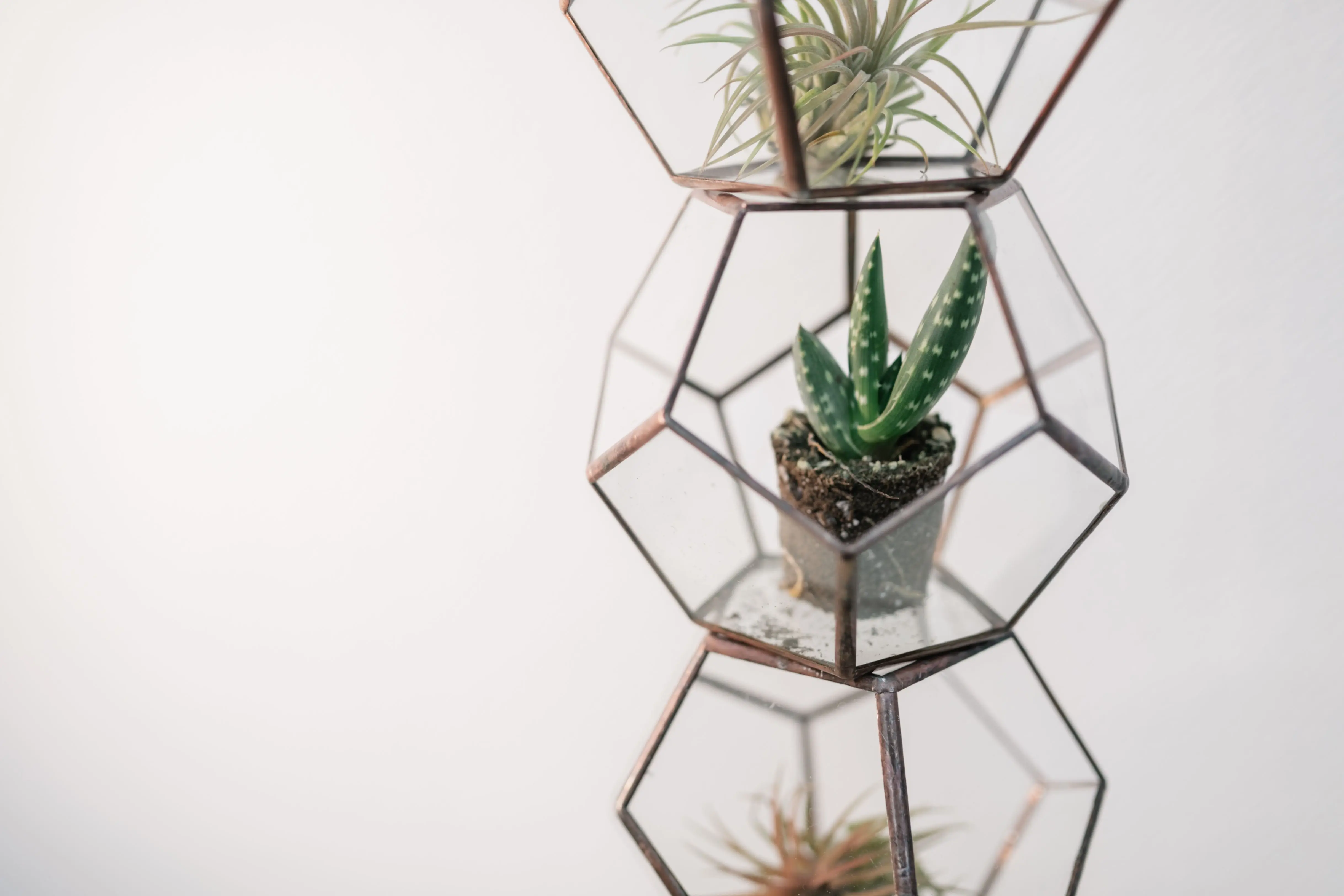 air and plants Aesthetic geometric terrarium holding diverse indoor plants in stylish glass containers.