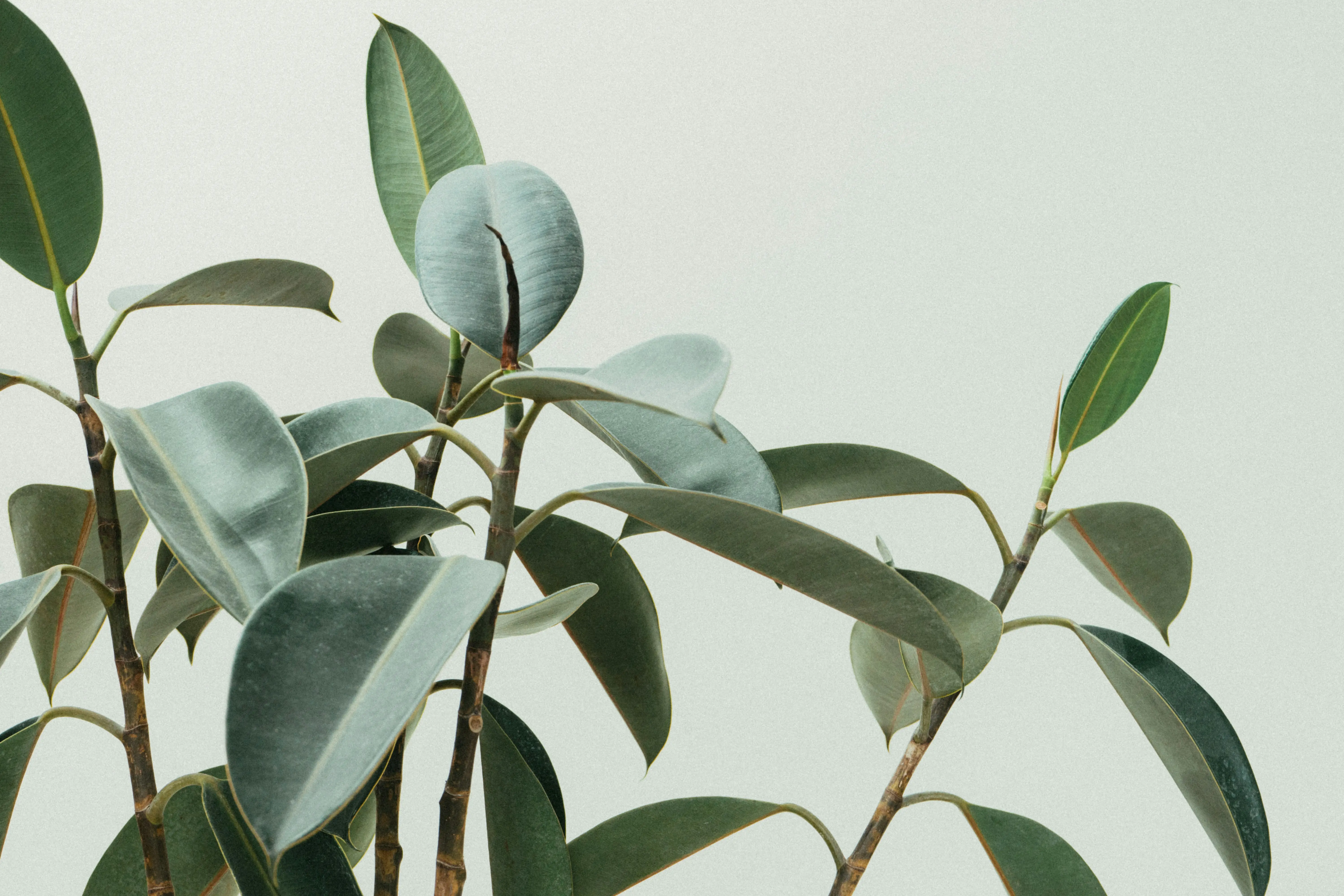 Air and Plants : 5 Amazing Secrets for Thriving Tillandsias