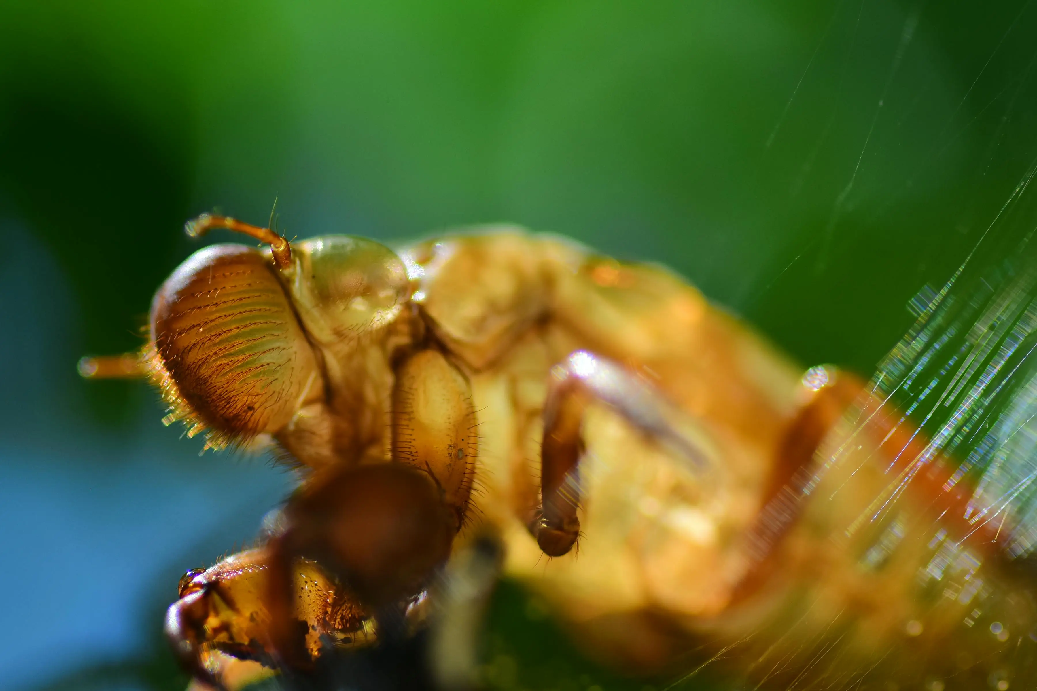 bed bug shells Detailed macro capture revealing the intricate structure of a cicada exoskeleton on a green leaf.