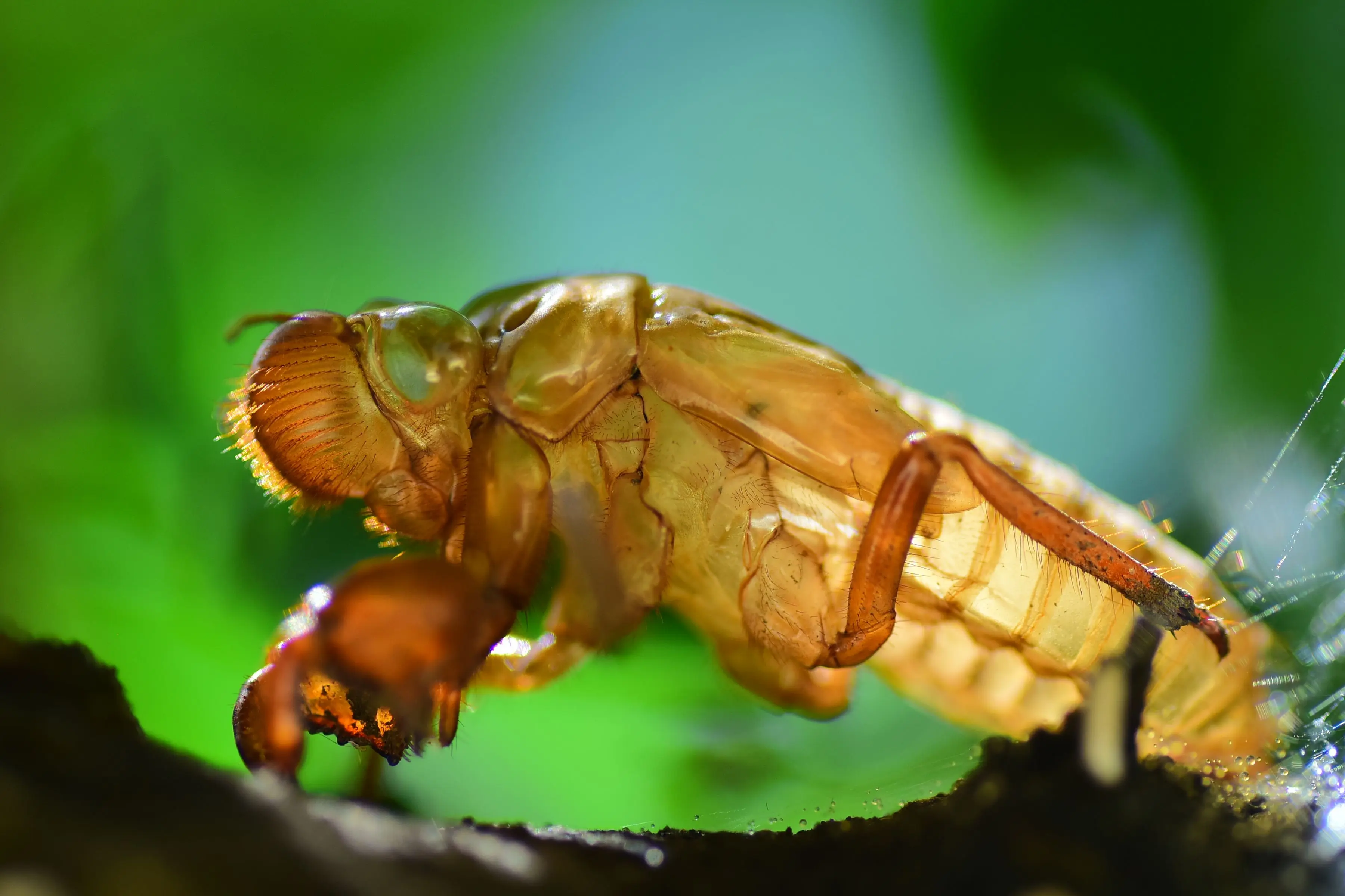 bed bug shells Macro shot of an empty cicada exoskeleton on a tree, highlighting intricate details.