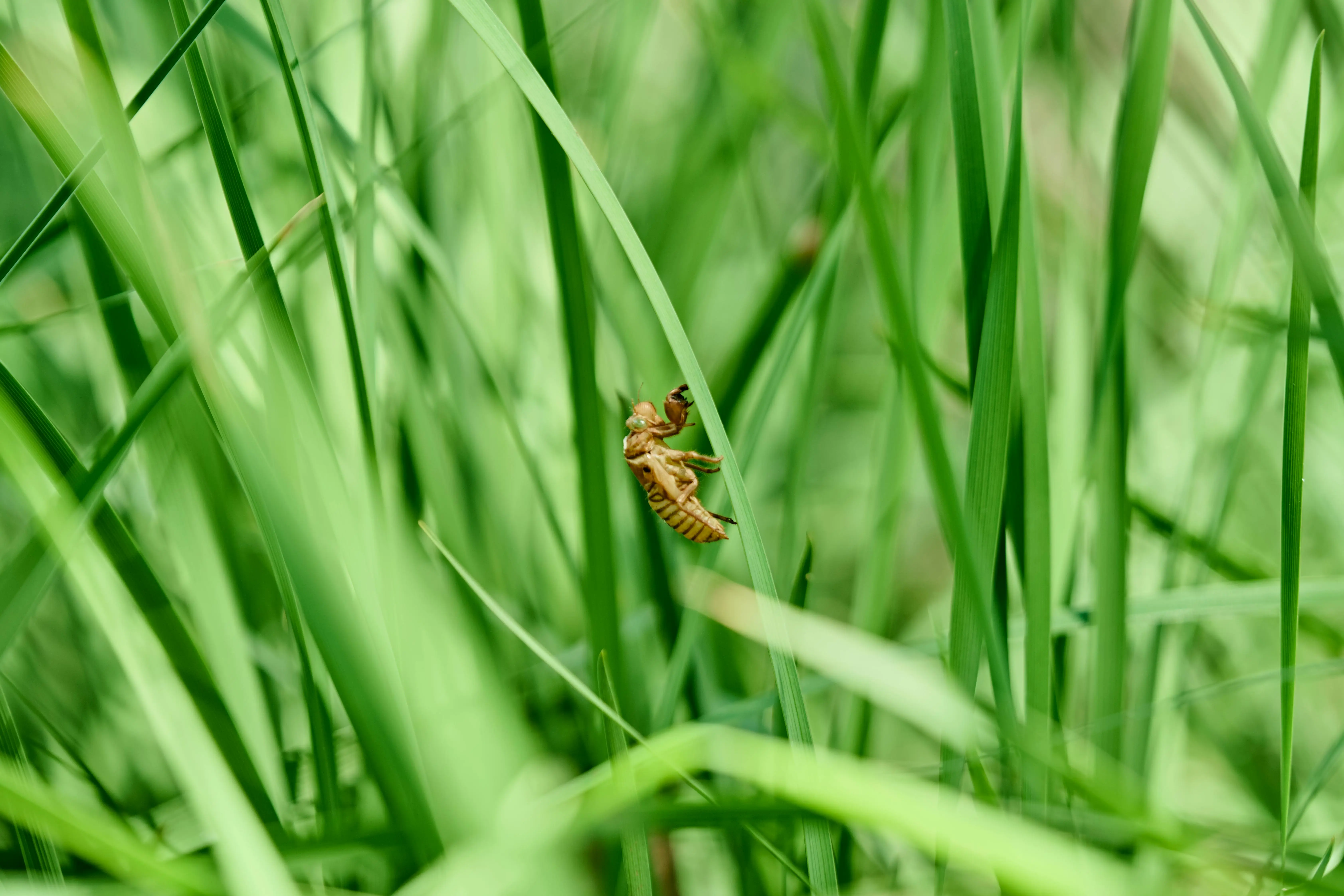 bed bug shells Detailed view of an insect larva shell clinging to green grass, capturing nature's beauty.