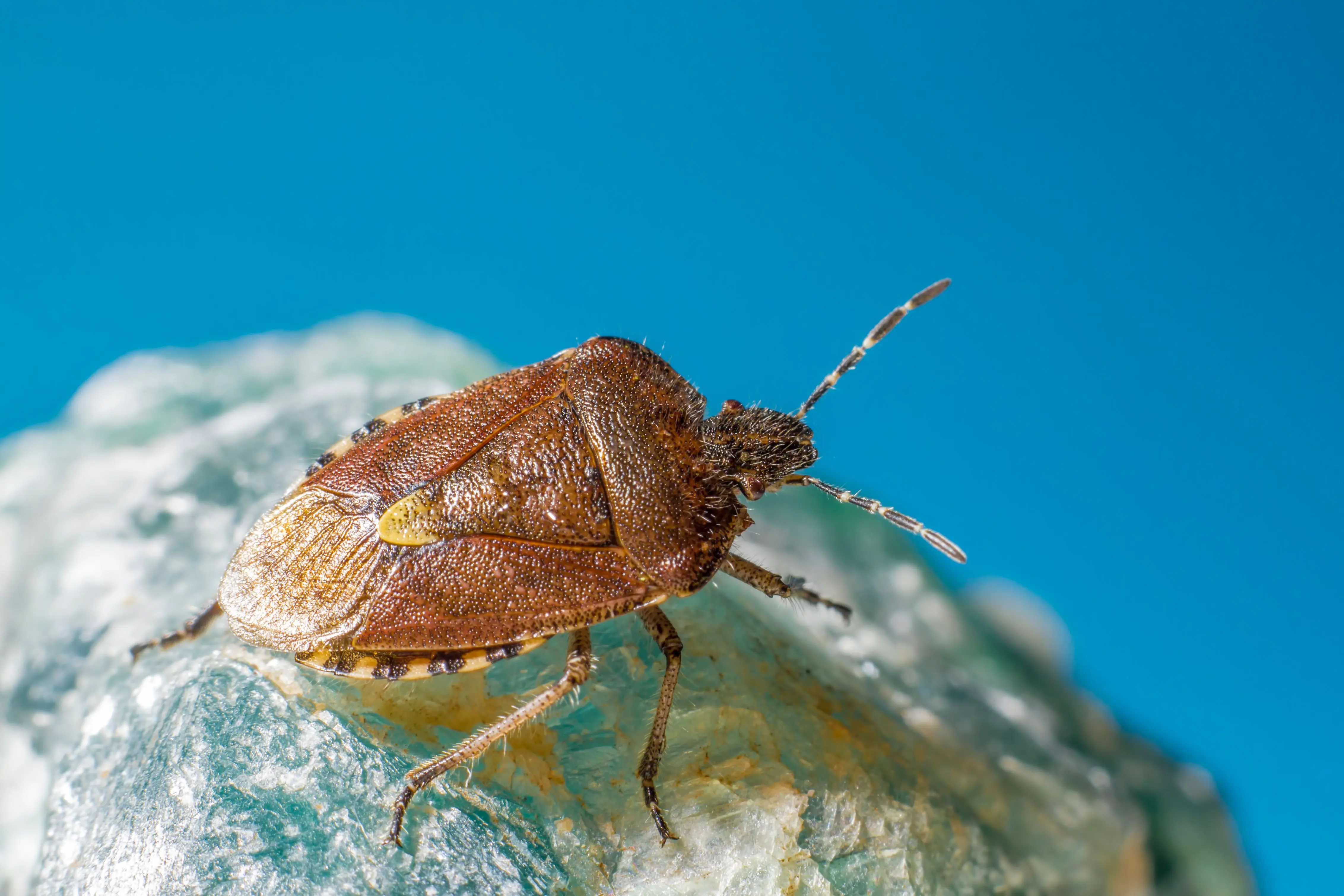 bed bug shells Close-up of a Dolycoris baccarum stink bug on a rock, showcasing its detailed texture.