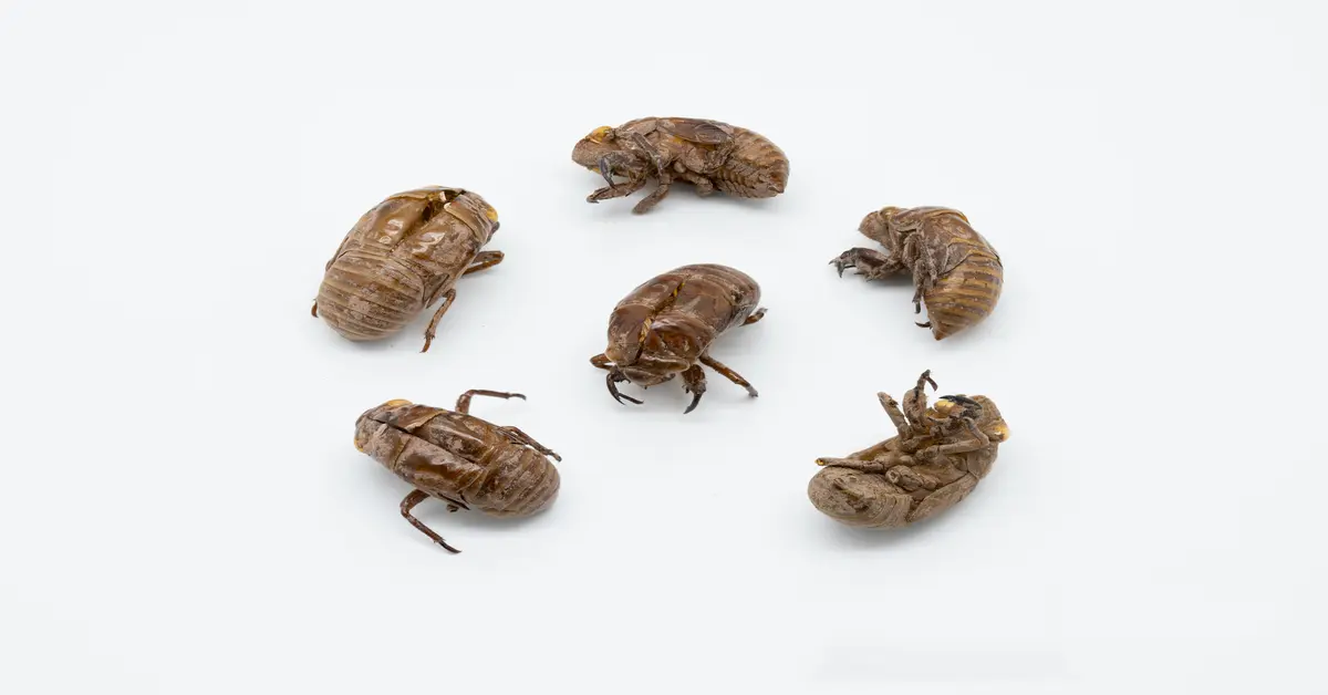 bed bug shells