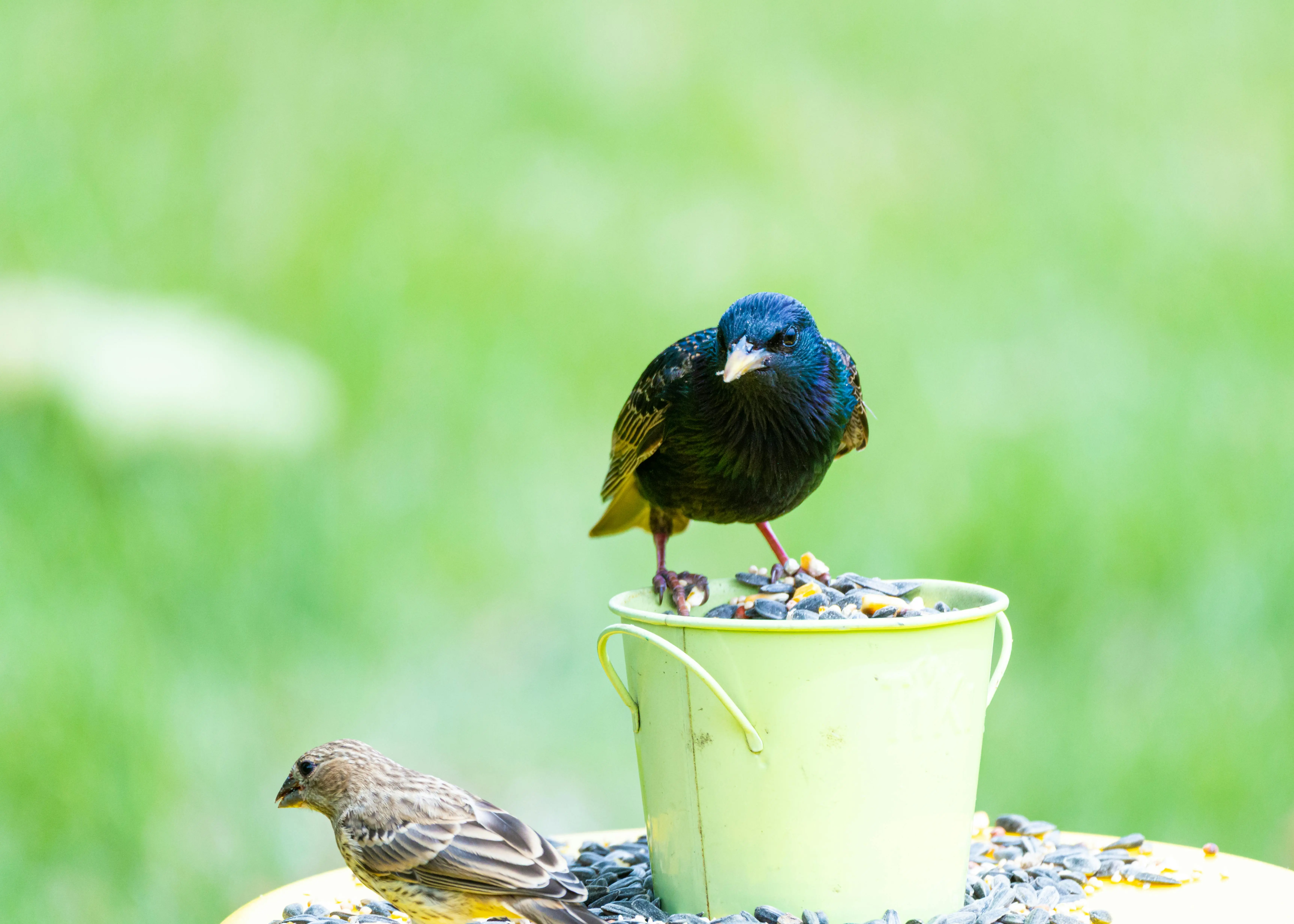 bird seed sunflower Close-up of European starlings with a vibrant green backdrop in Canonsburg, Pennsylvania.