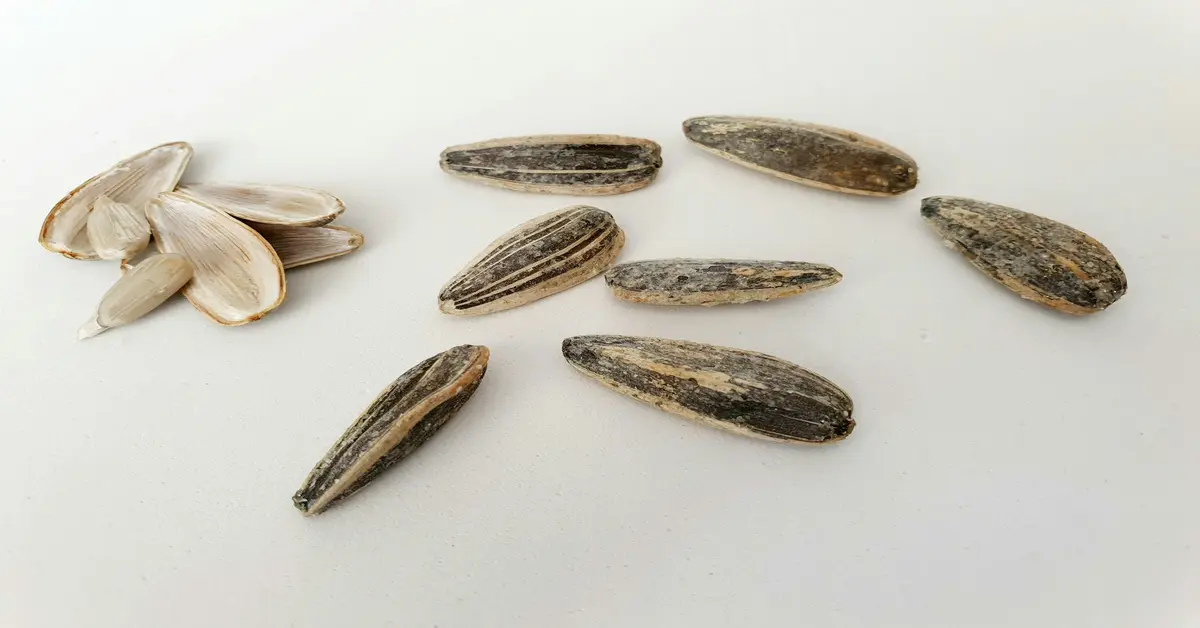bird seed sunflower