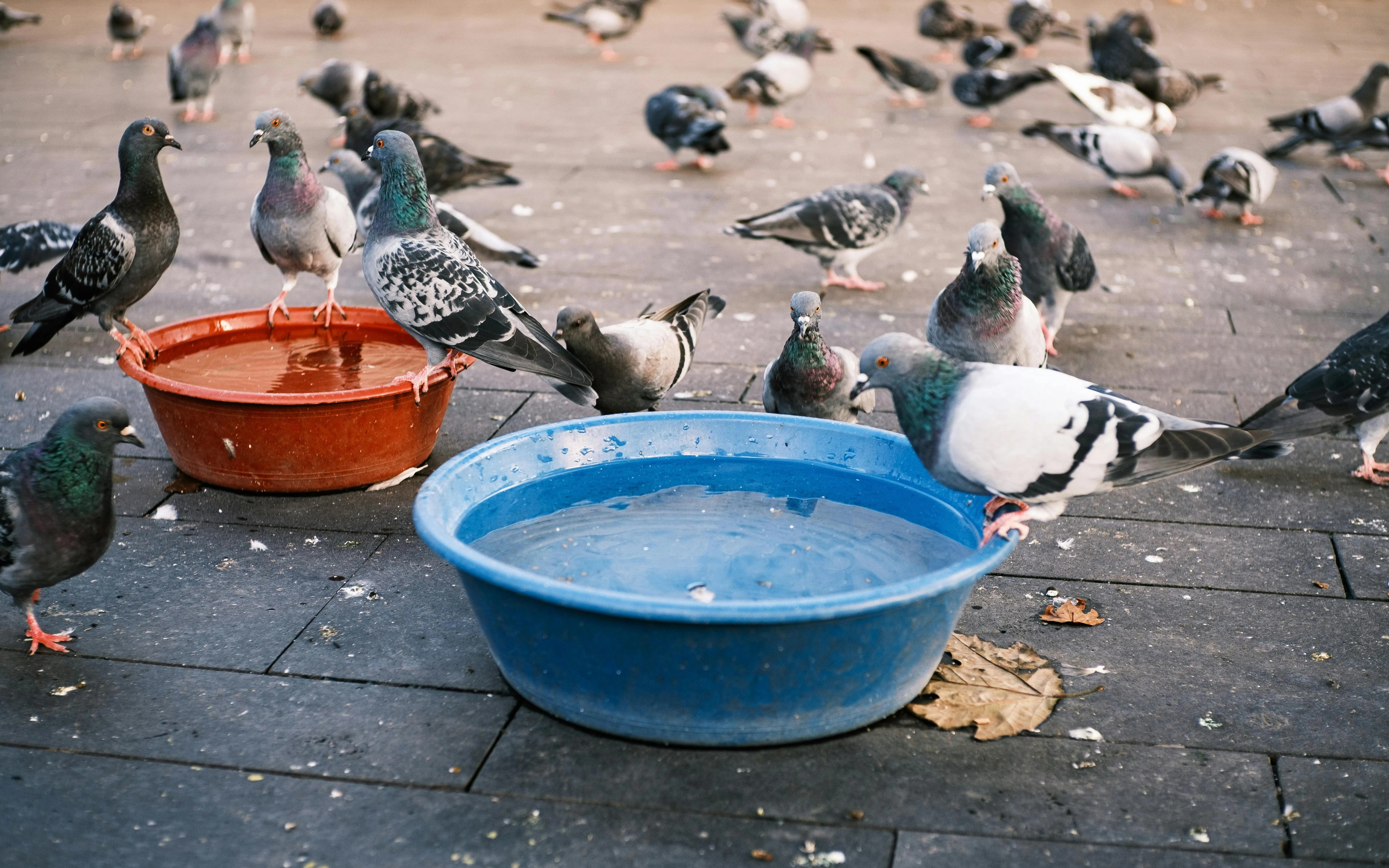 bird bath heaters A lively scene of pigeons congregating around colorful water bowls on a paved surface outdoors.