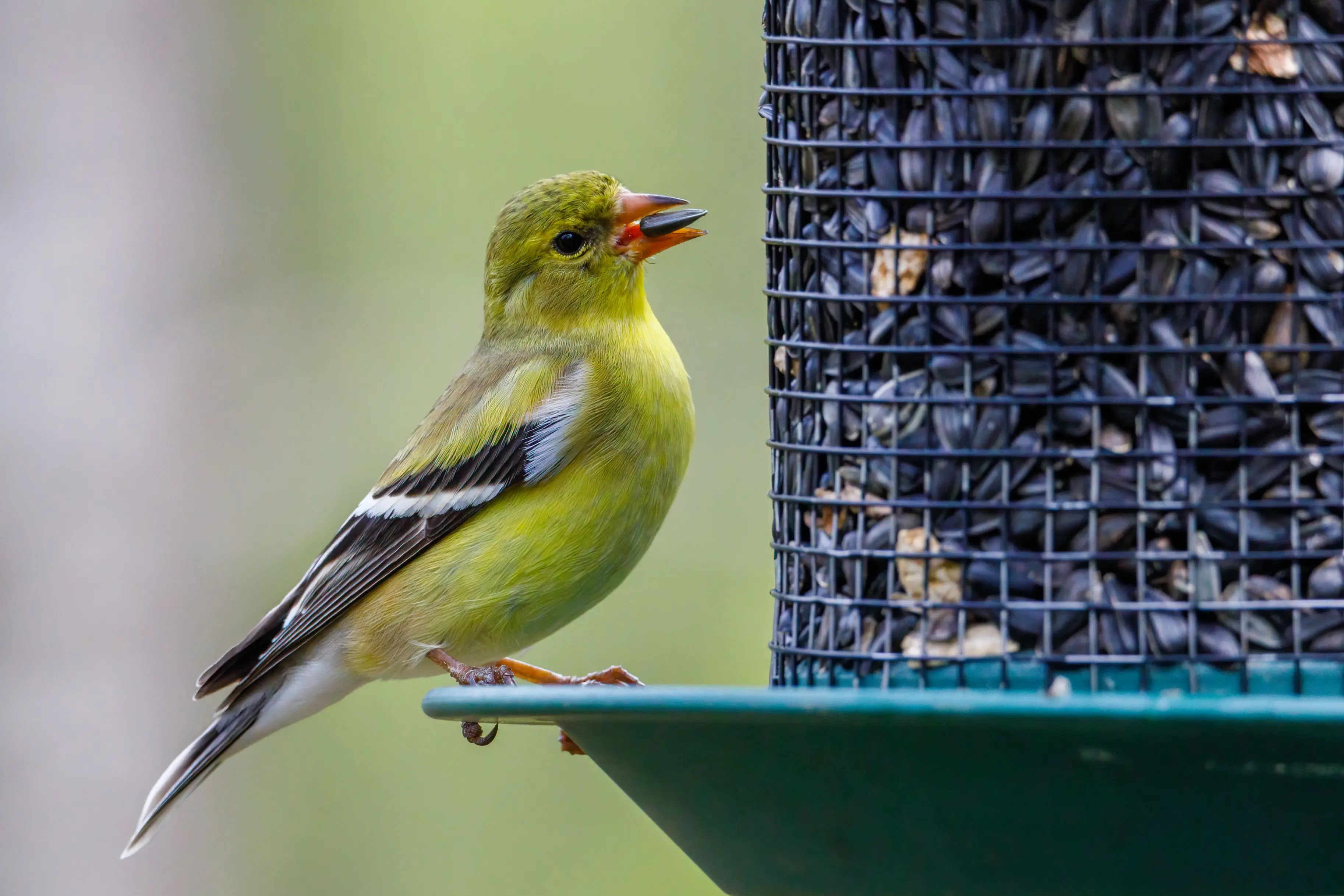 bird seed sunflower Close-up of an American Goldfinch perched on a bird feeder, capturing nature's vibrant colors in summer.