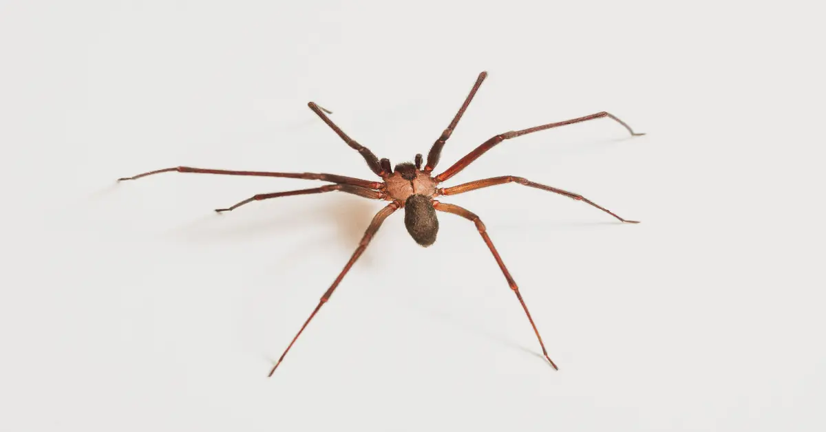 brown recluse vs house spider