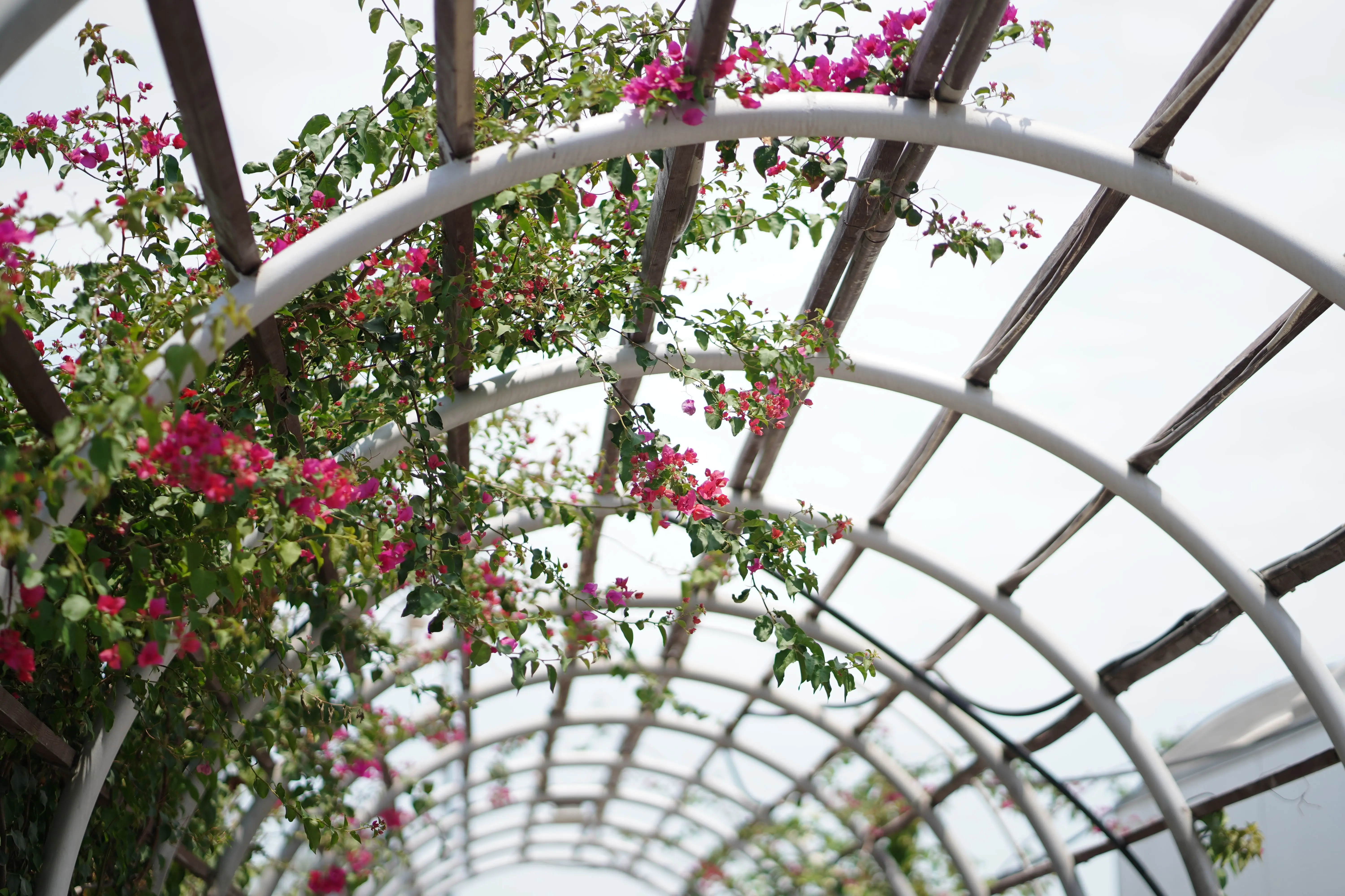 raised bed trellis Blooming bougainvillea climbing a graceful pergola arch, enhancing garden beauty.