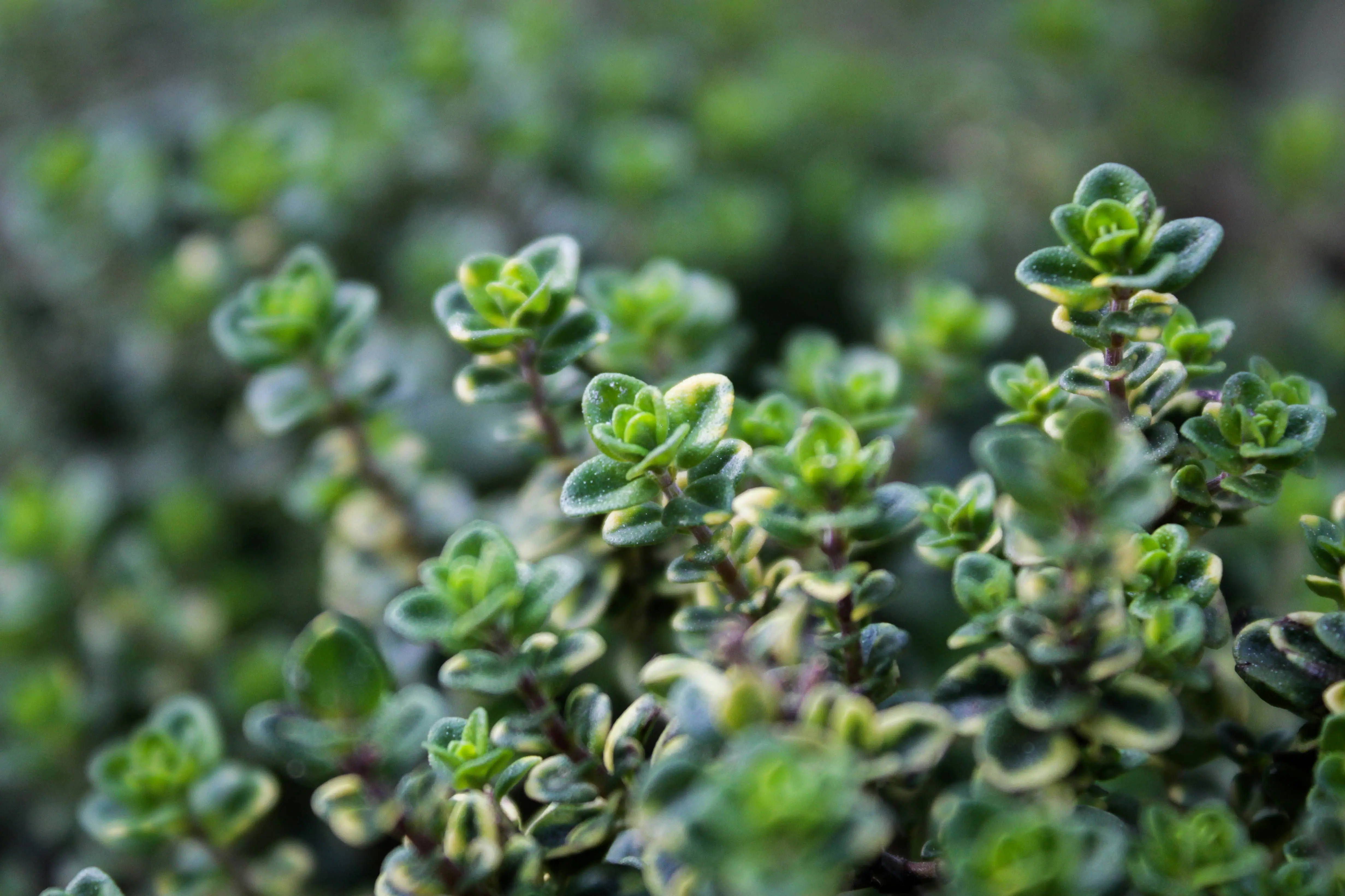 Thyme Seeds : 5 Amazing Tips for Growing Success !