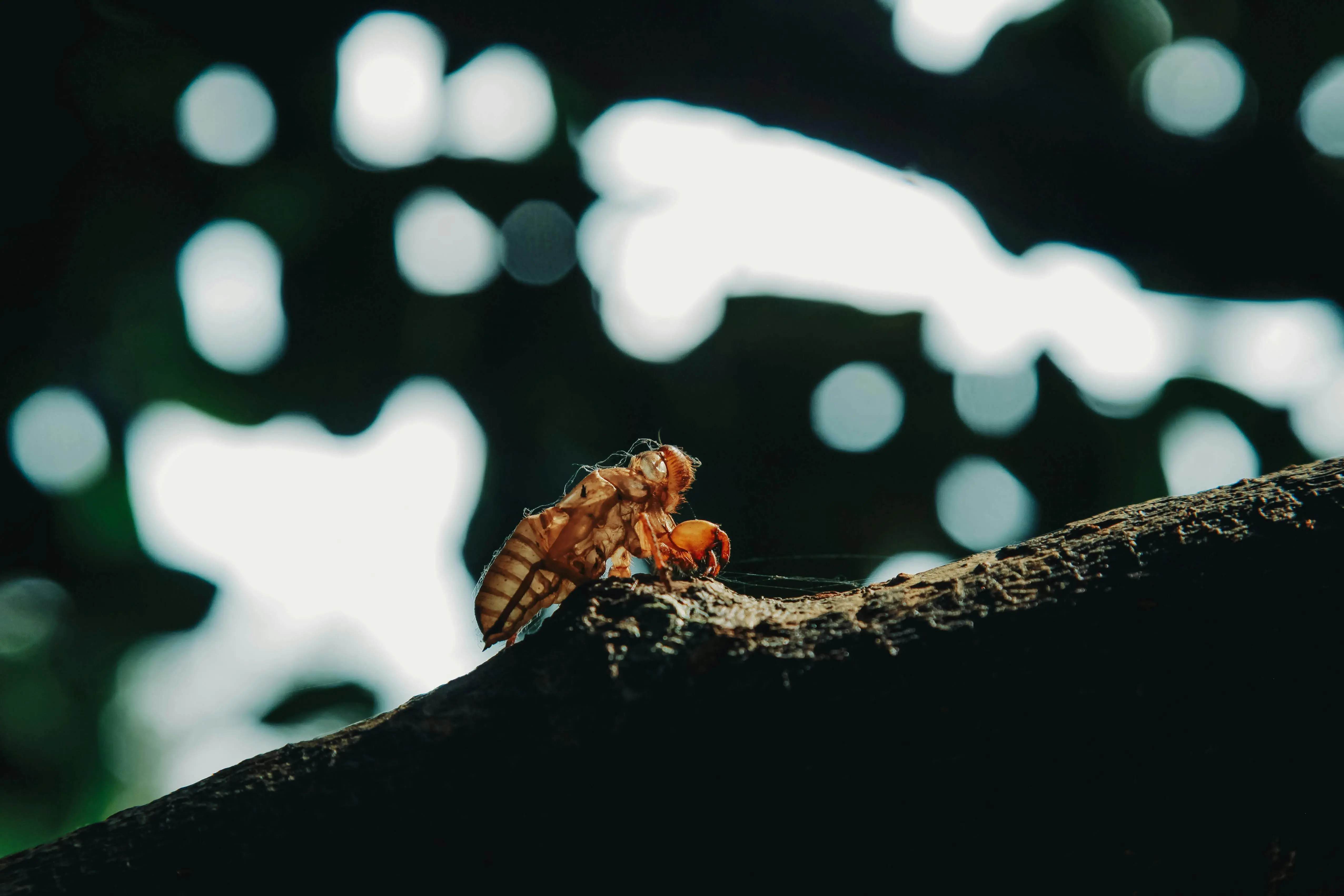 bed bug shells Close-up of a cicada shell on a tree branch with bokeh background and dappled sunlight.