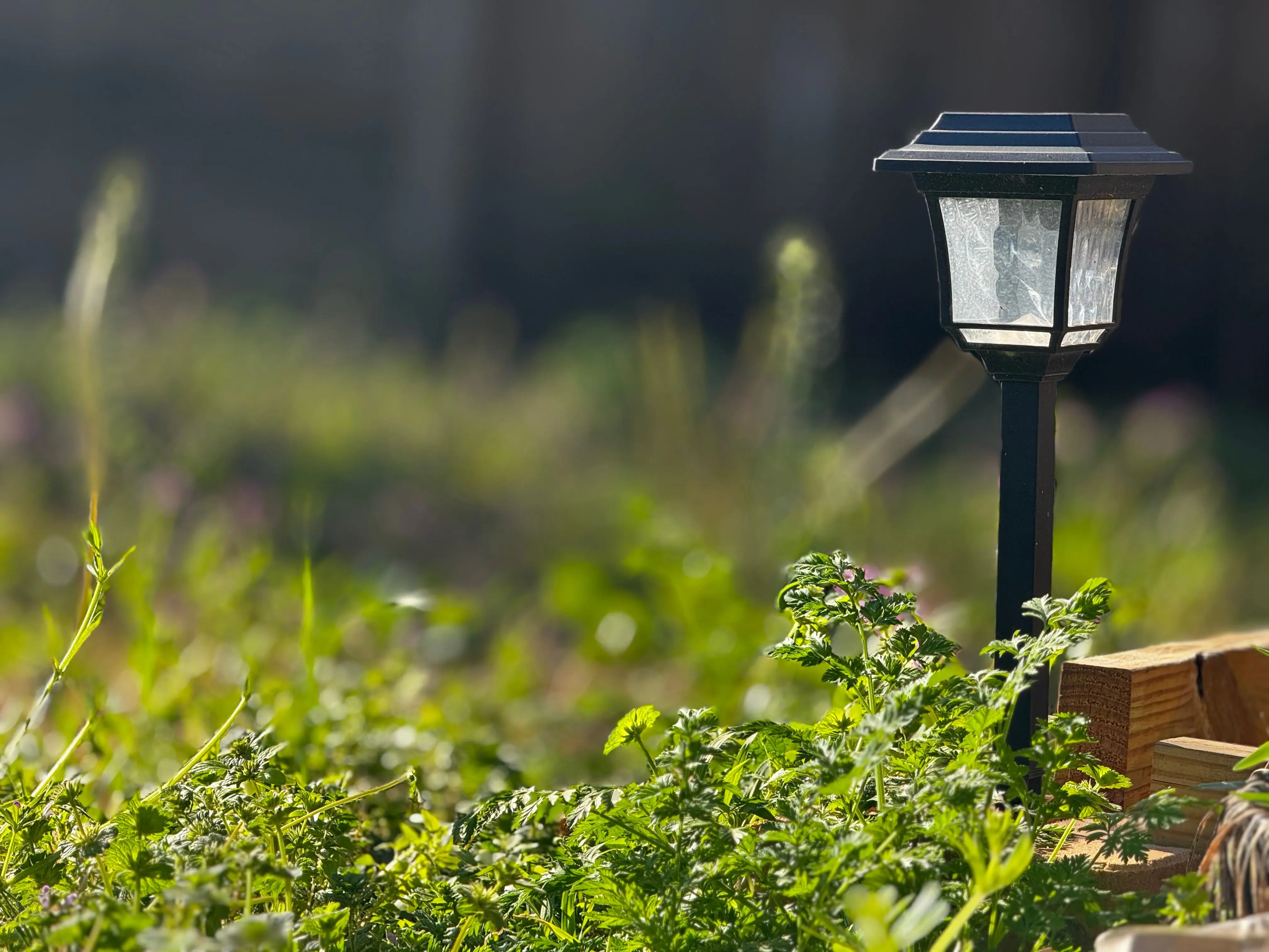 path lighting A solar garden lamp amidst lush greenery in a Texas garden during spring.