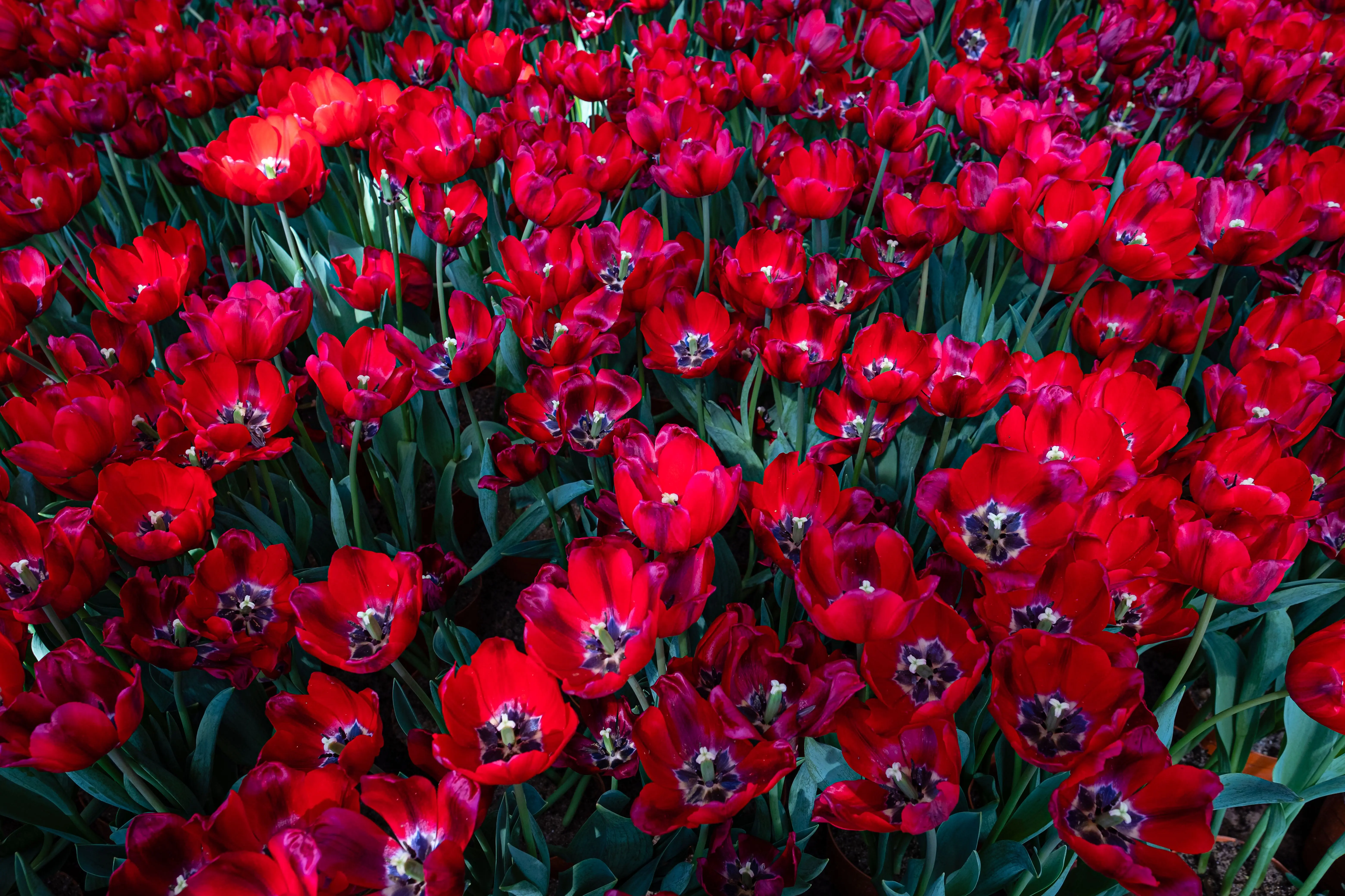 red plants From above abundance of bright tulips with red petals growing on stems in botanical garden on summer day in nature