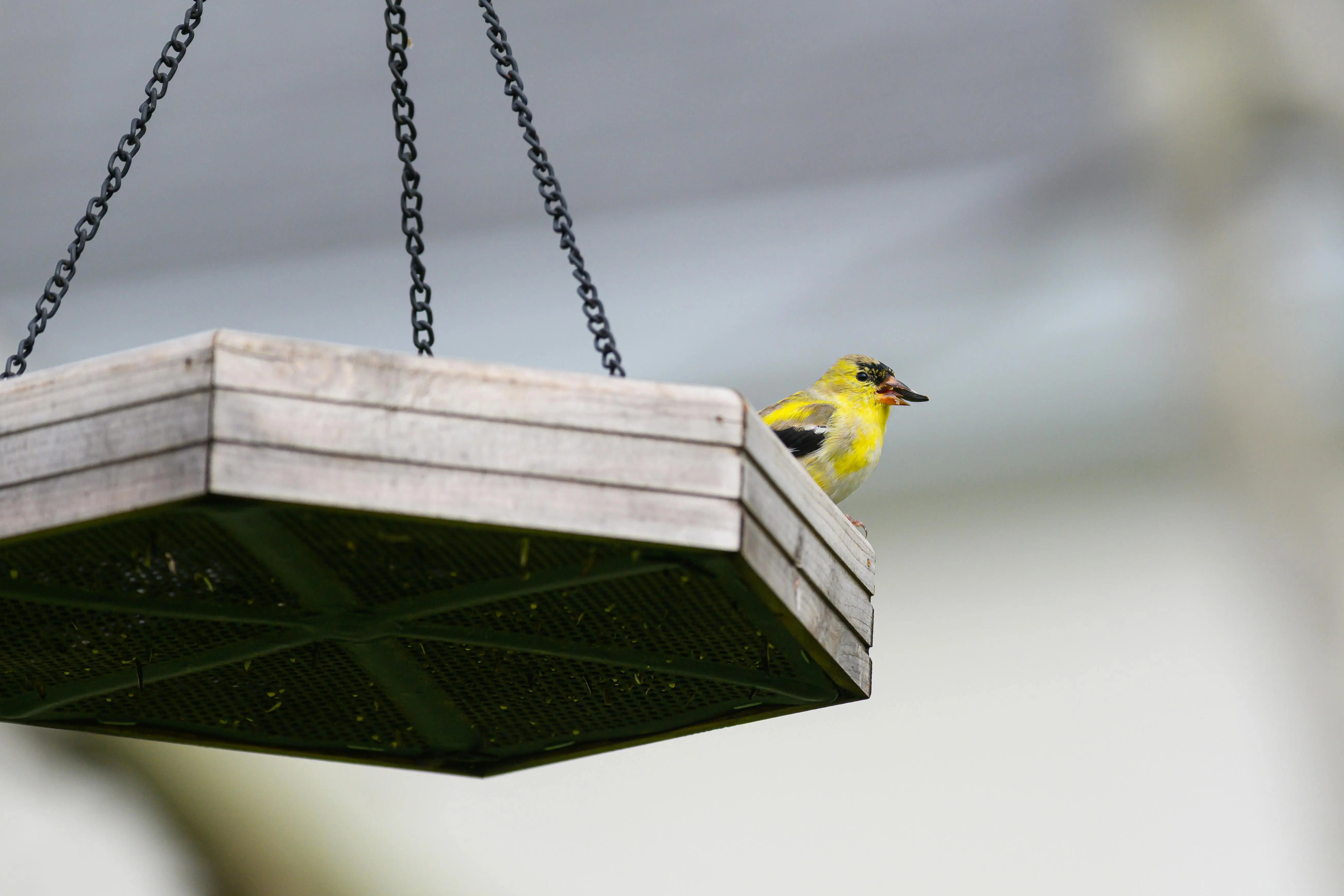 bird seed sunflower A vibrant American Goldfinch perches on a suspended wooden bird feeder outdoors.
