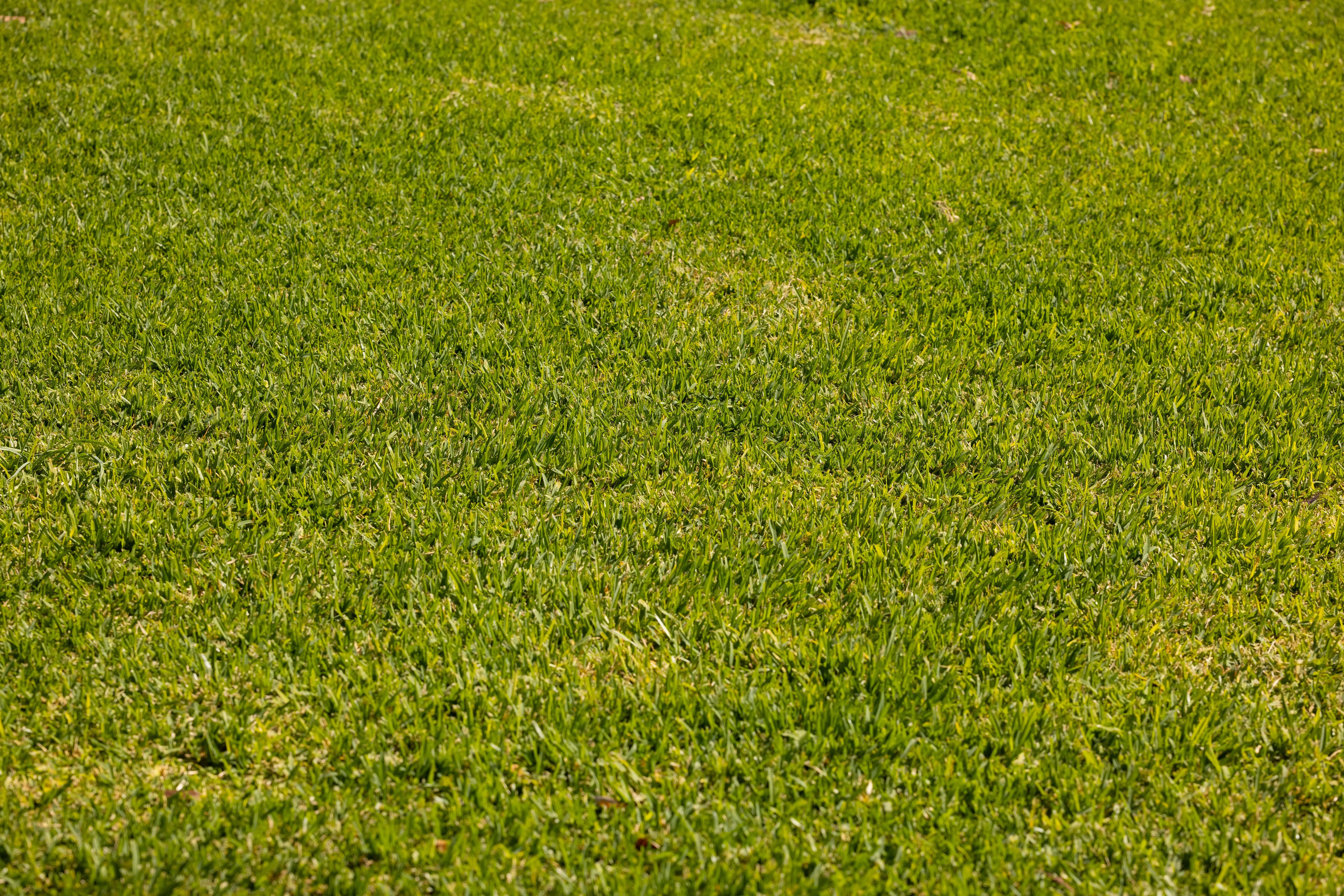 lawn insect control Close-up of a well-maintained green lawn depicting lush grass texture ideal for backgrounds.