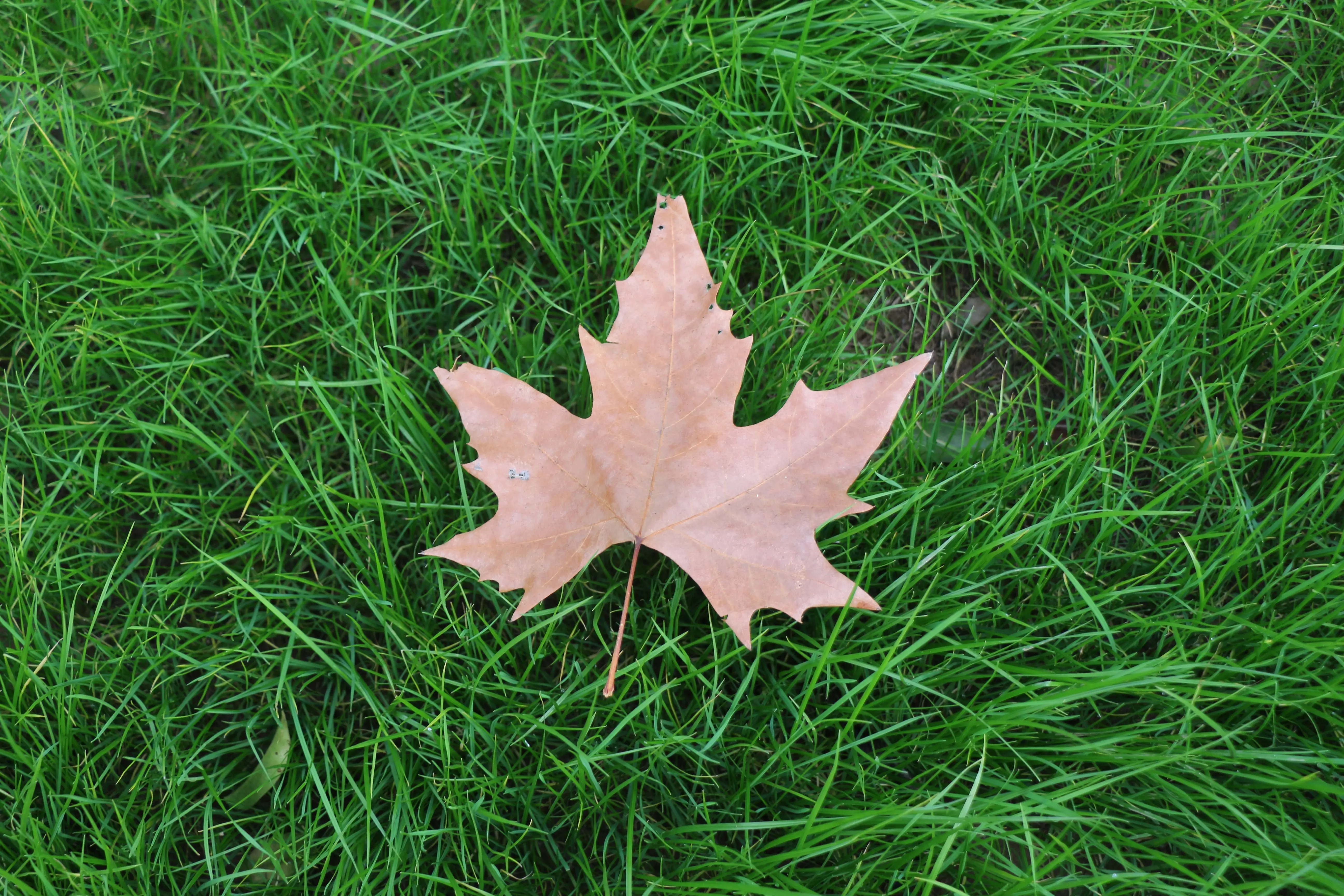 lawn insect control A dried maple leaf resting on vibrant green grass, showcasing the beauty of fall.