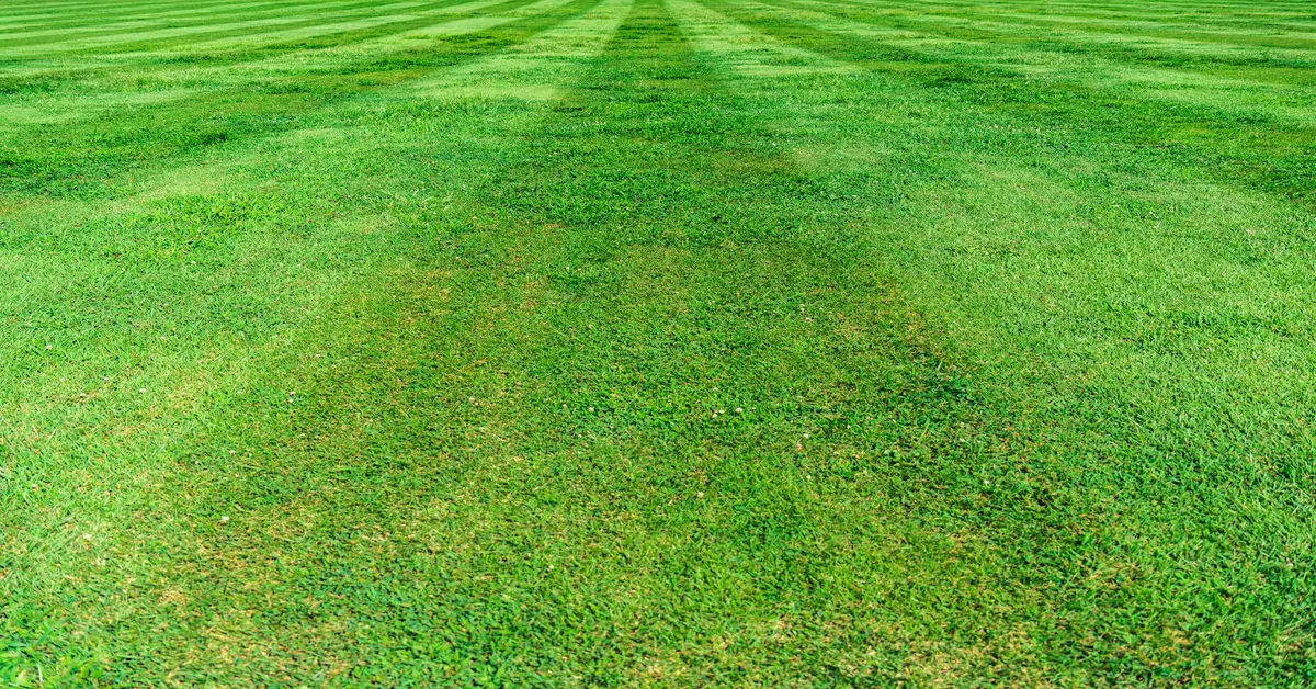 lawn insect control