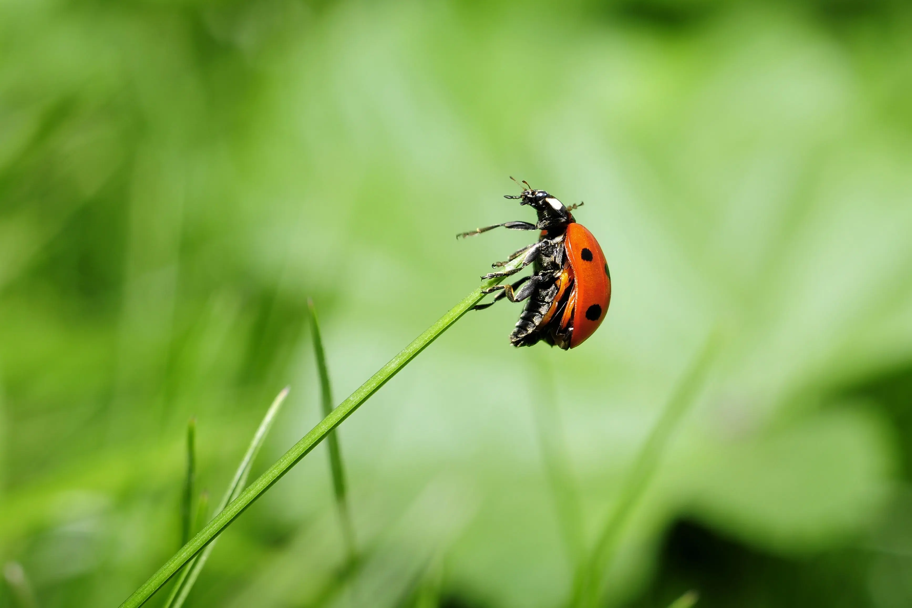 lawn insect control Macro shot of a ladybug perched on a blade of grass with a blurred green background.