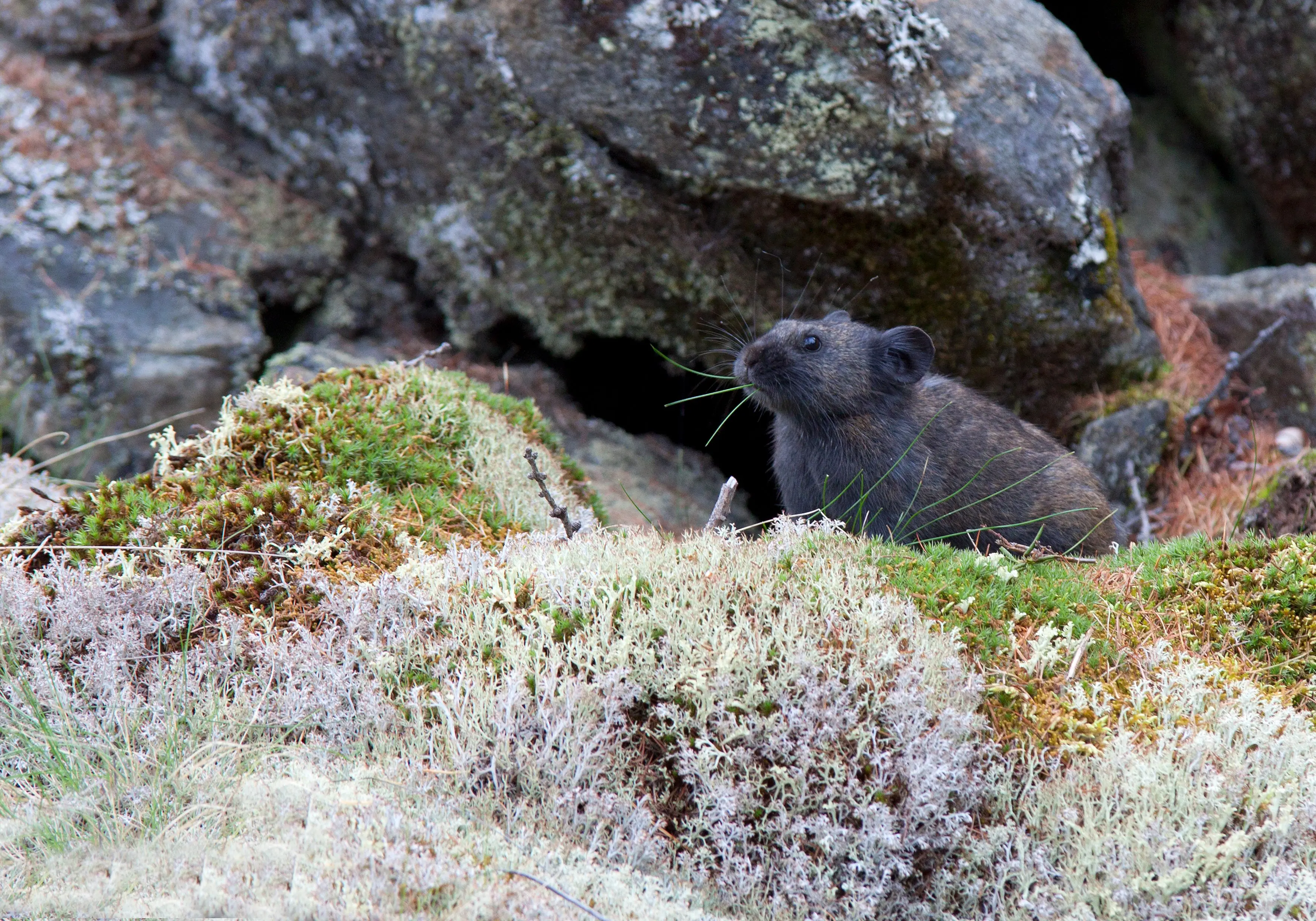 mice in walls Close-up of a wild rodent in a natural rocky terrain with moss covering the ground. Captures the essence of nature.