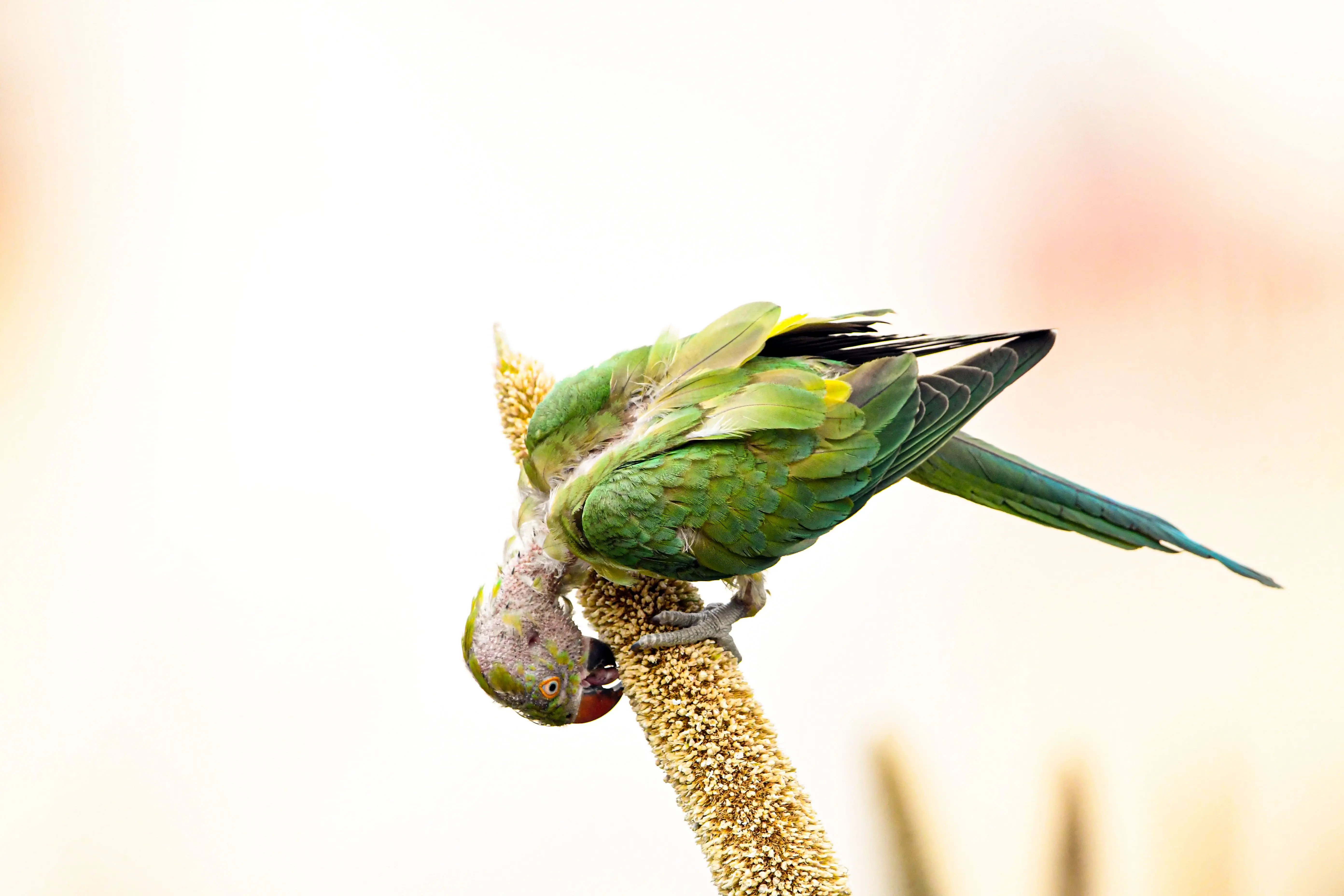 parrot food Vibrant green parrot hanging upside down while feeding on a seed pod outdoors.