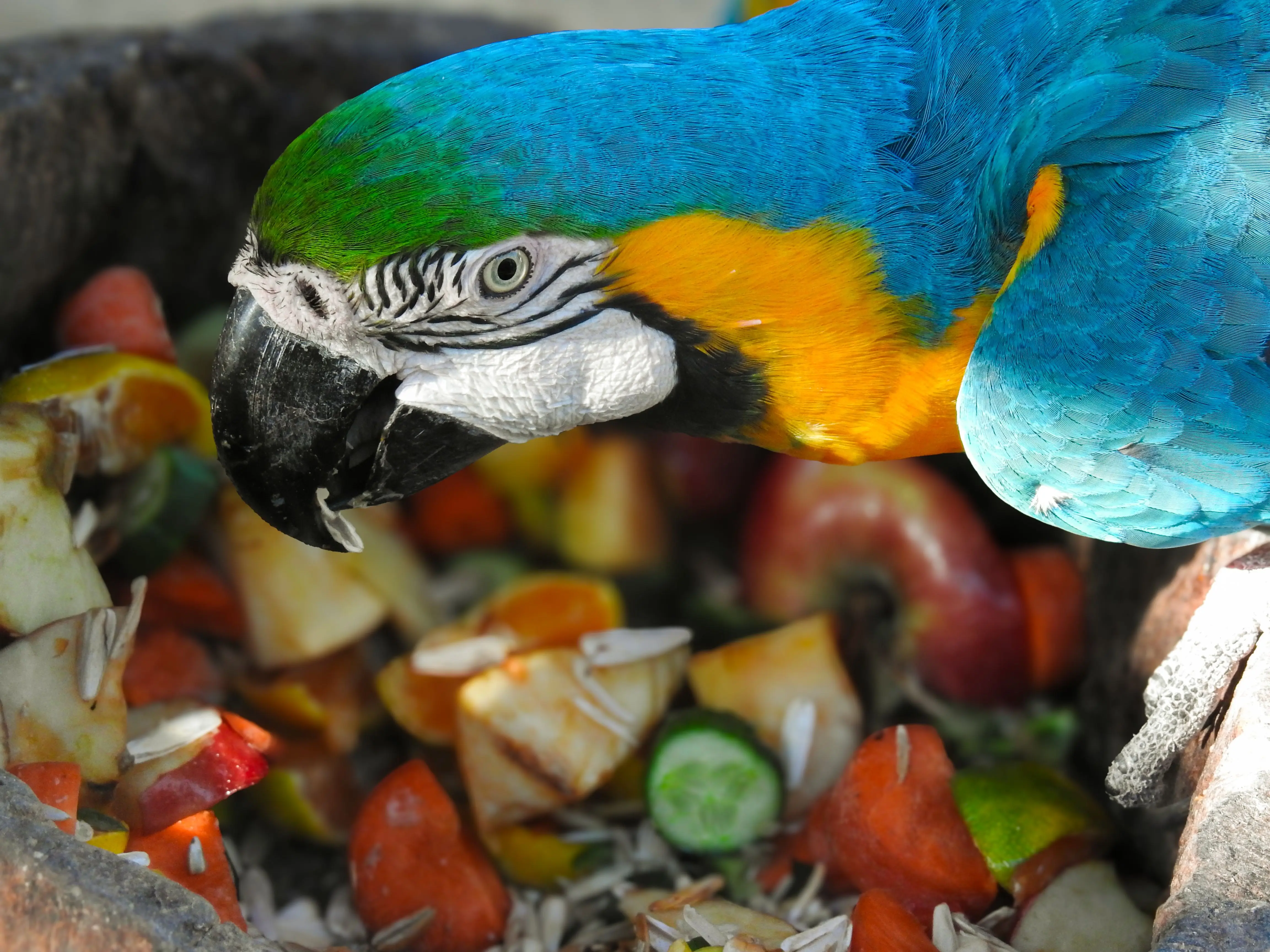 parrot food A vibrant blue-and-yellow macaw enjoying a colorful fruit mix outdoors.