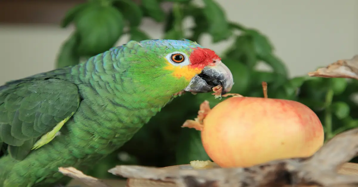 parrot food